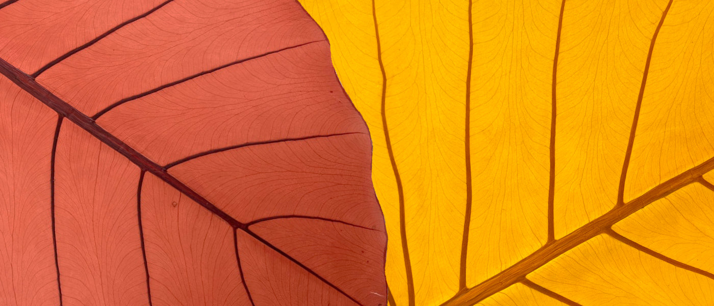 Leaf Leather