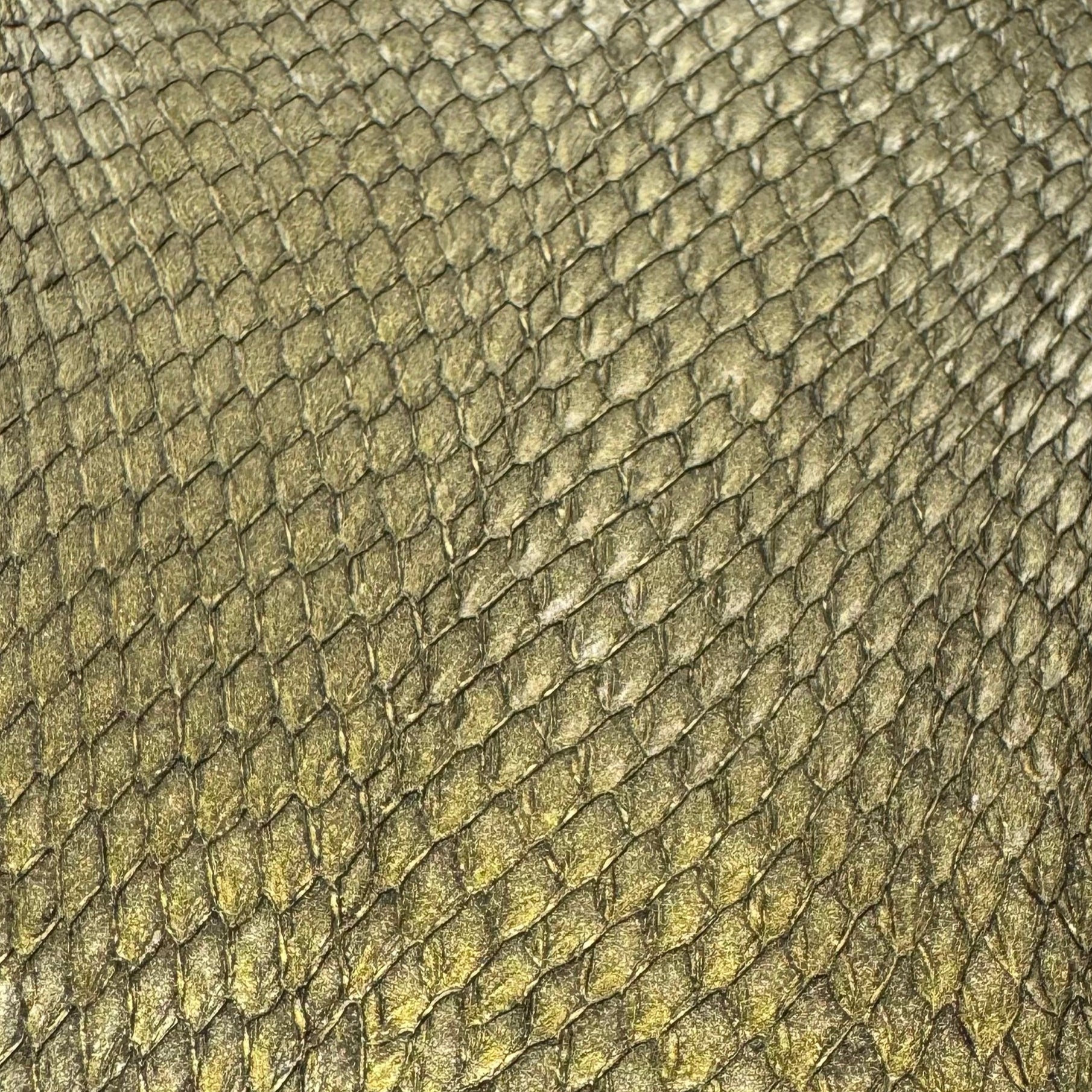 Salmon Skin Leather | Closed Scales