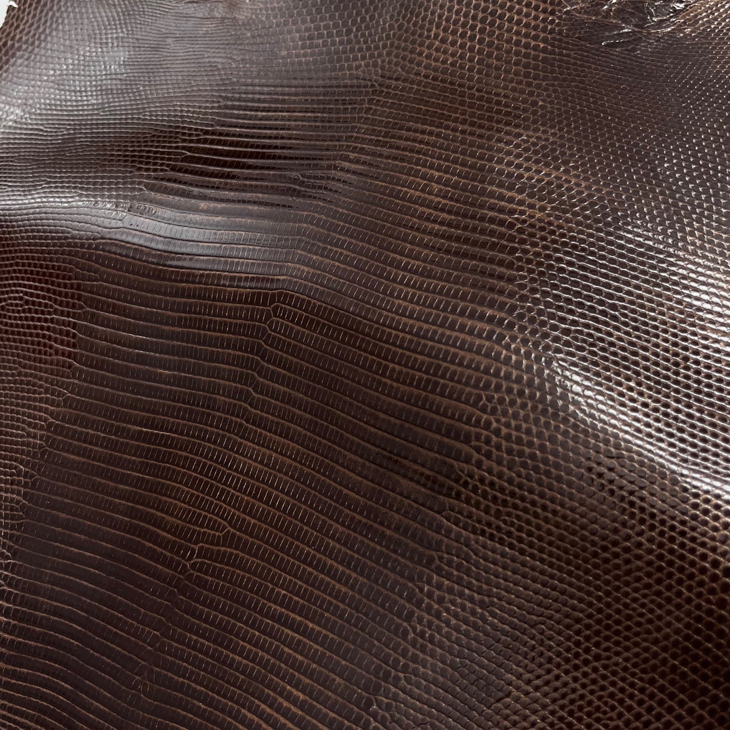 Lizard Skin | Chocolate Bronze (Back Cut)