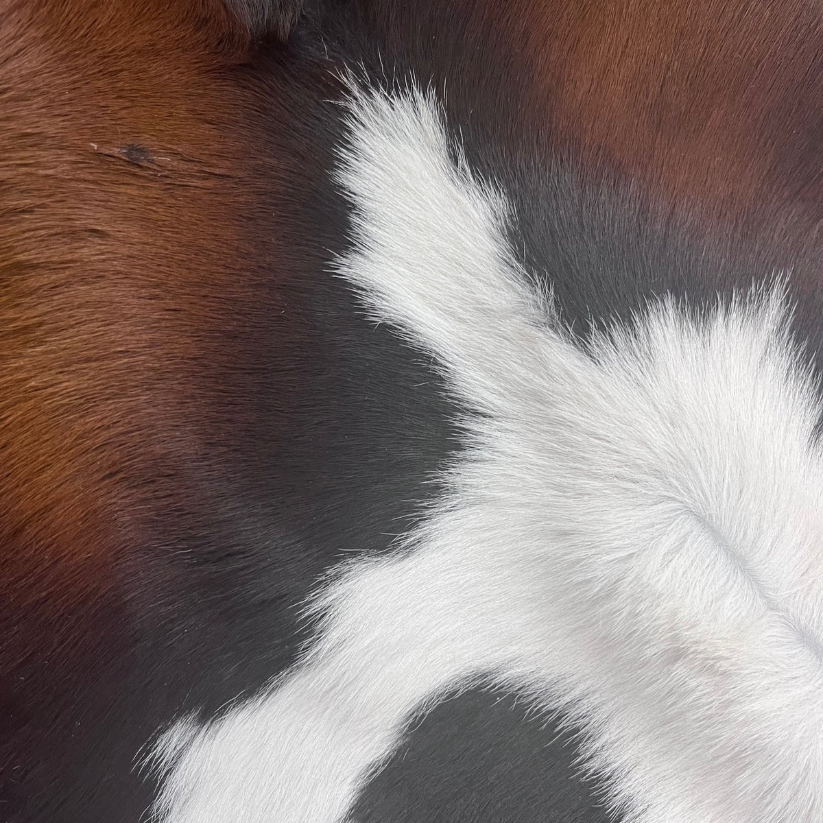 Naturally Spotted Calf Cavalino | Ships in 2 weeks