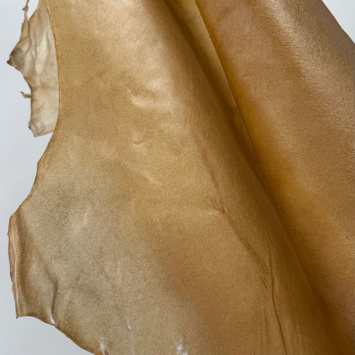 Italian Transparent Horse Leather