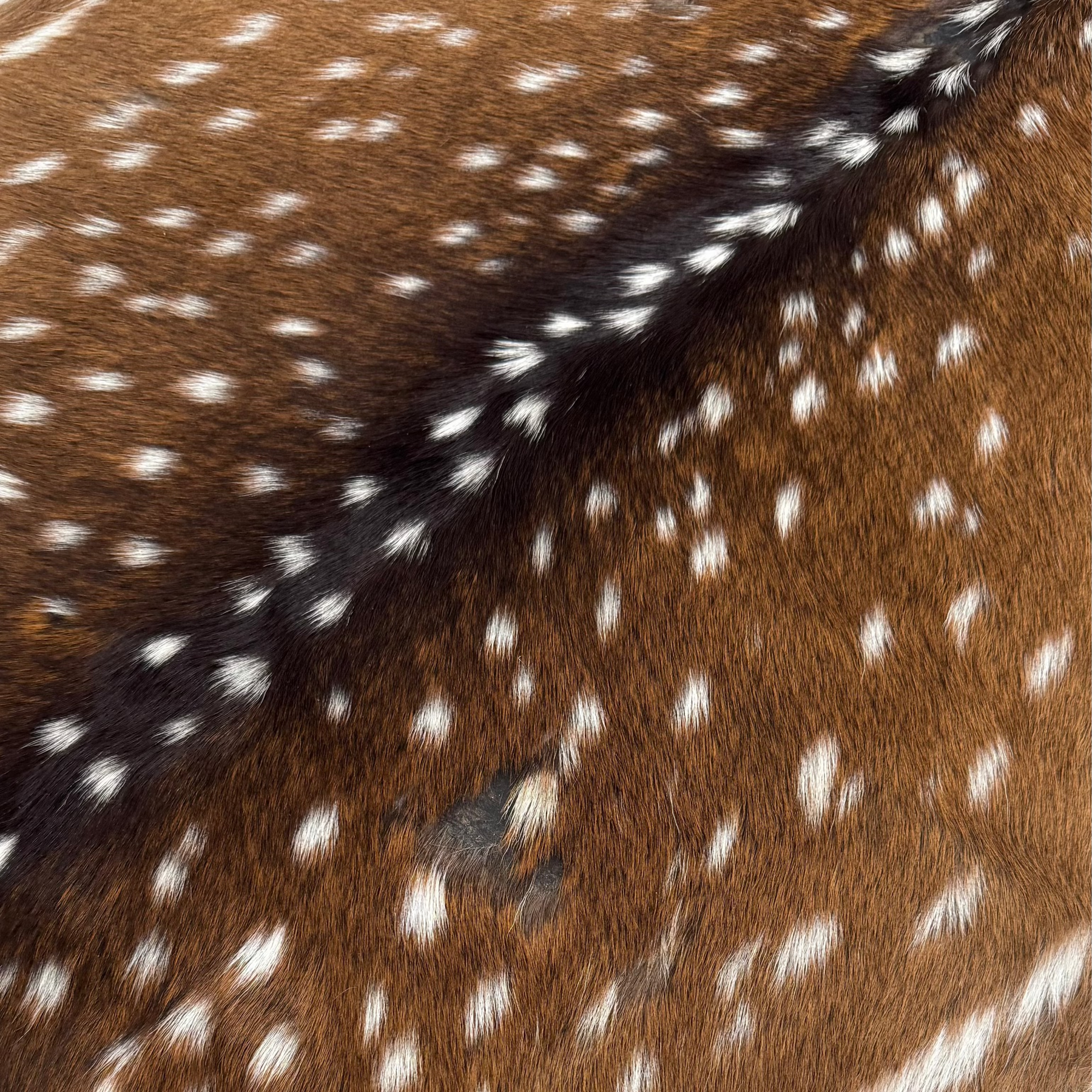 Axis Wild Deer Hide Extra Large