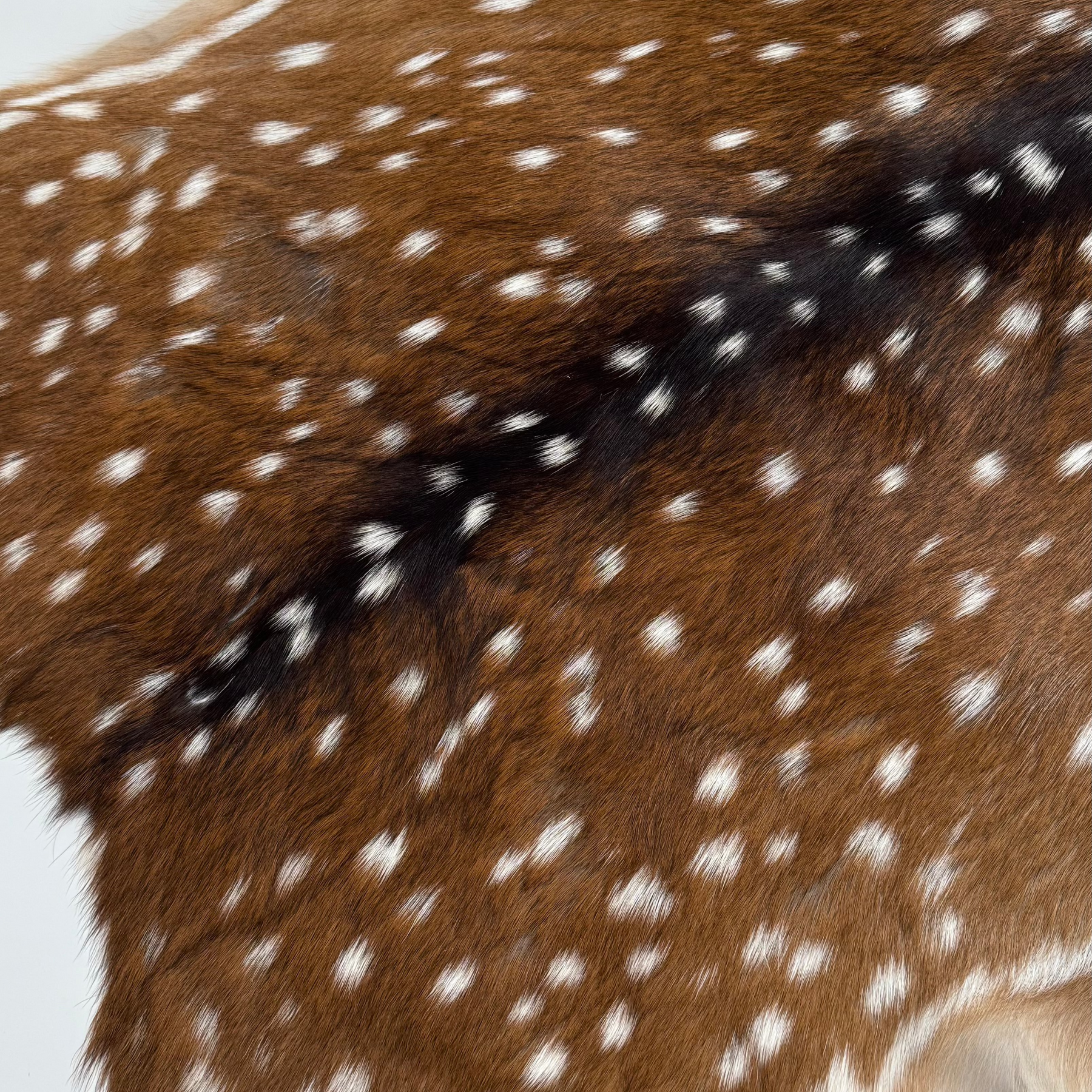 Axis Wild Deer Hide Extra Large
