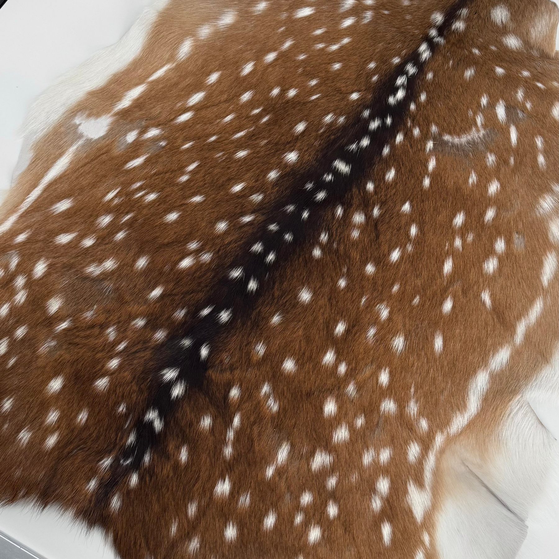 Axis Wild Deer Hide Extra Large