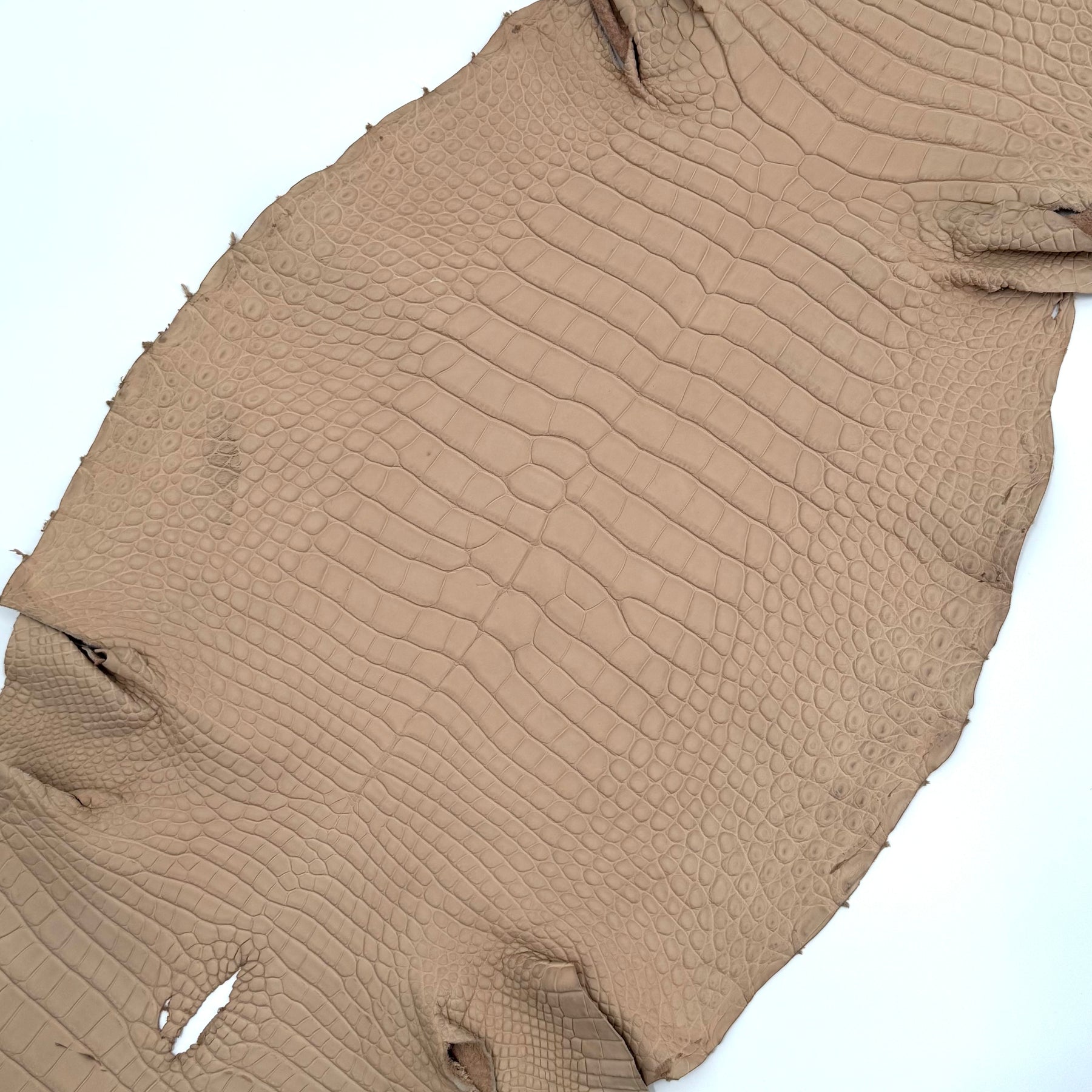 Latte Wild American Alligator | 43 cm | SALE
