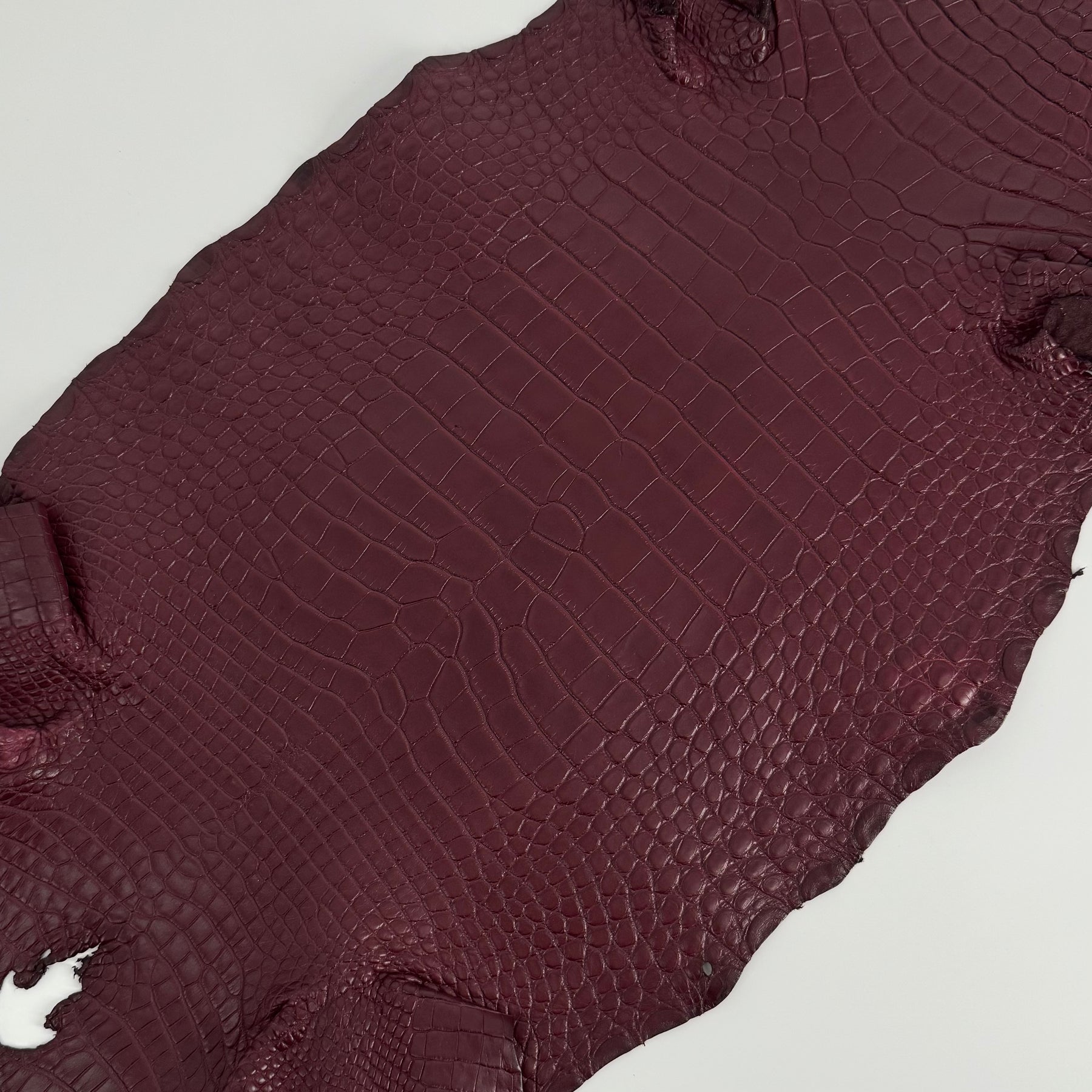 Bordeaux Wild American Alligator | 33 cm