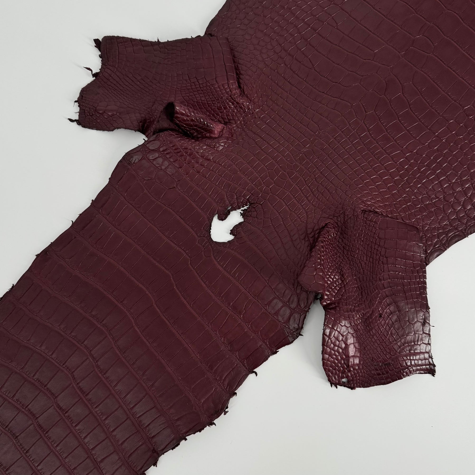 Bordeaux Wild American Alligator | 33 cm