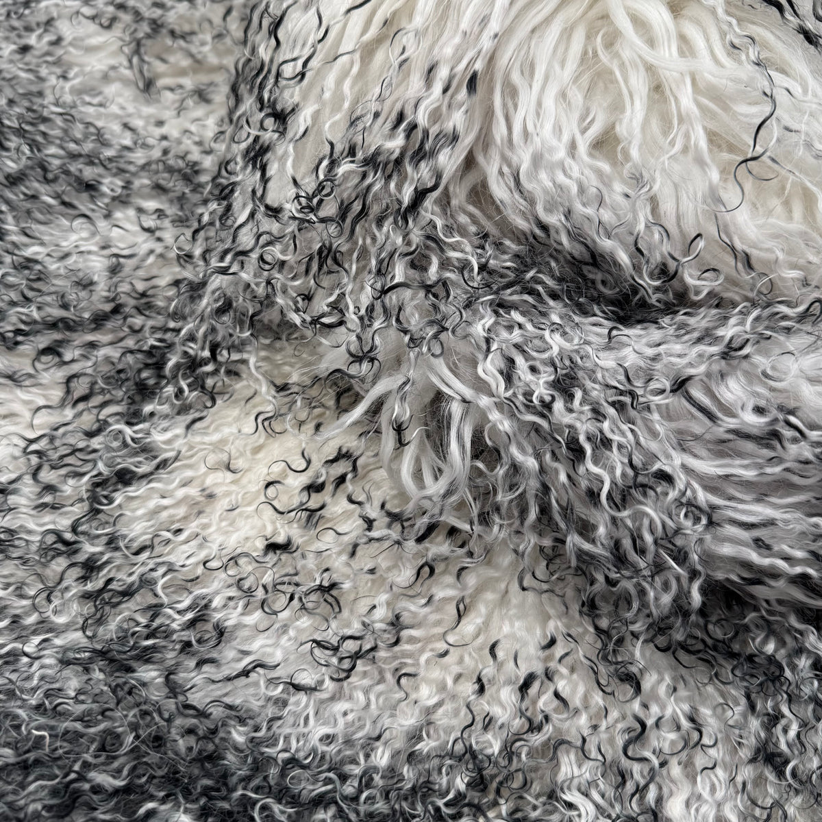 Mongolian Curly Lamb Plate in Winter Frost | Limited Stock