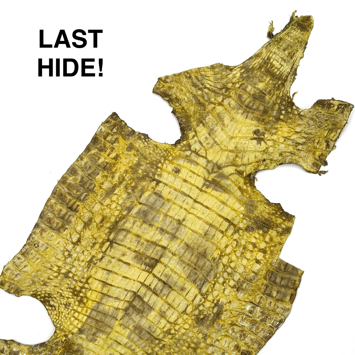 Yellow Glazed Caiman Crocodile | SALE | Only 1 left!