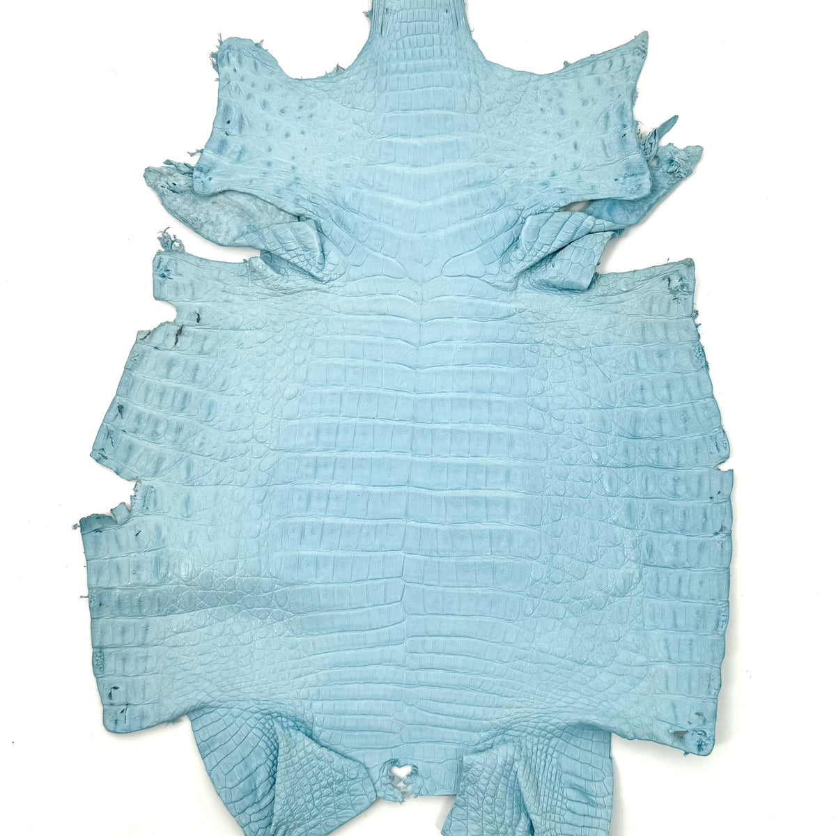 Sky Blue Caiman Crocodile - Only 1 Available! | SALE
