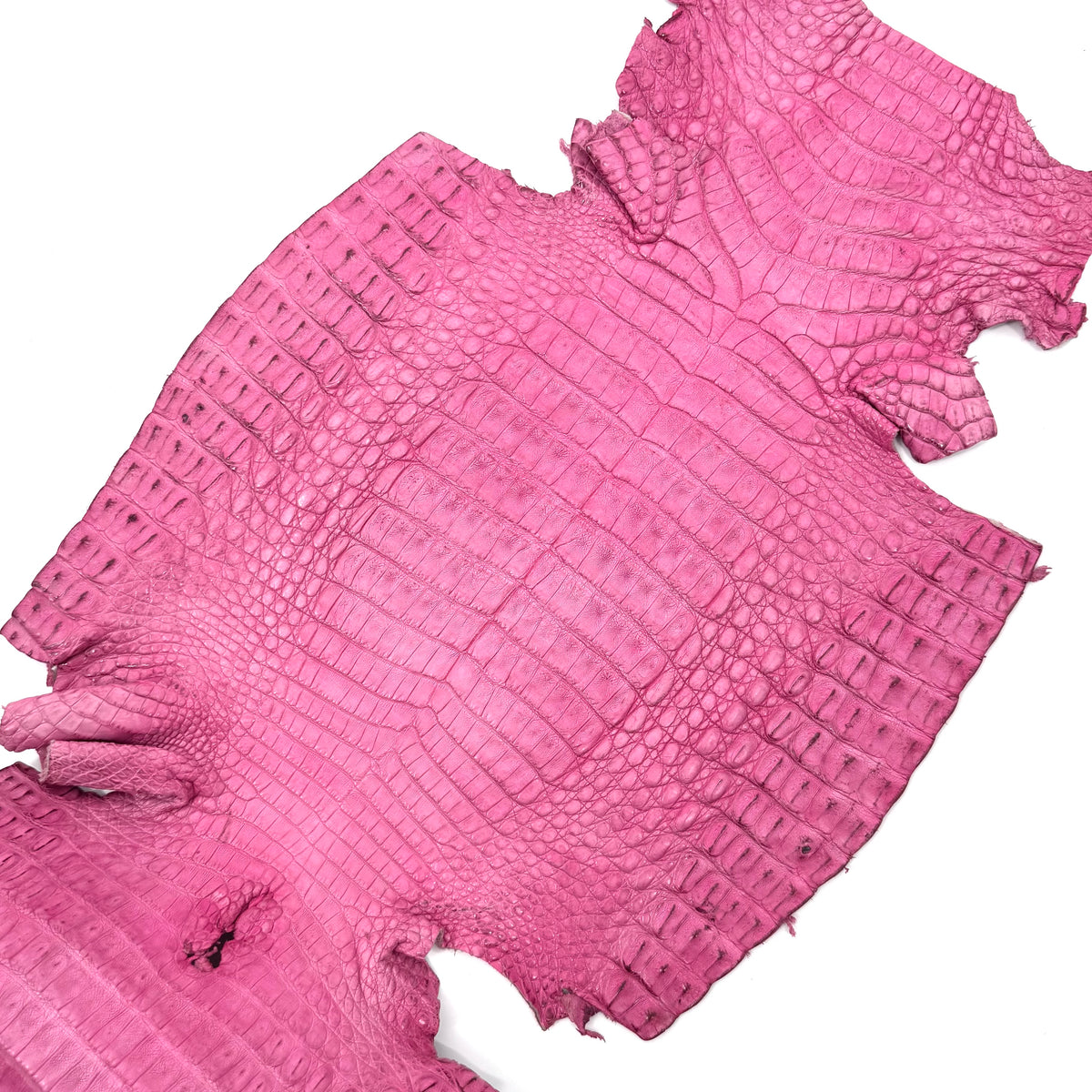Pink Caiman Crocodile - Only 1 Available! | SALE