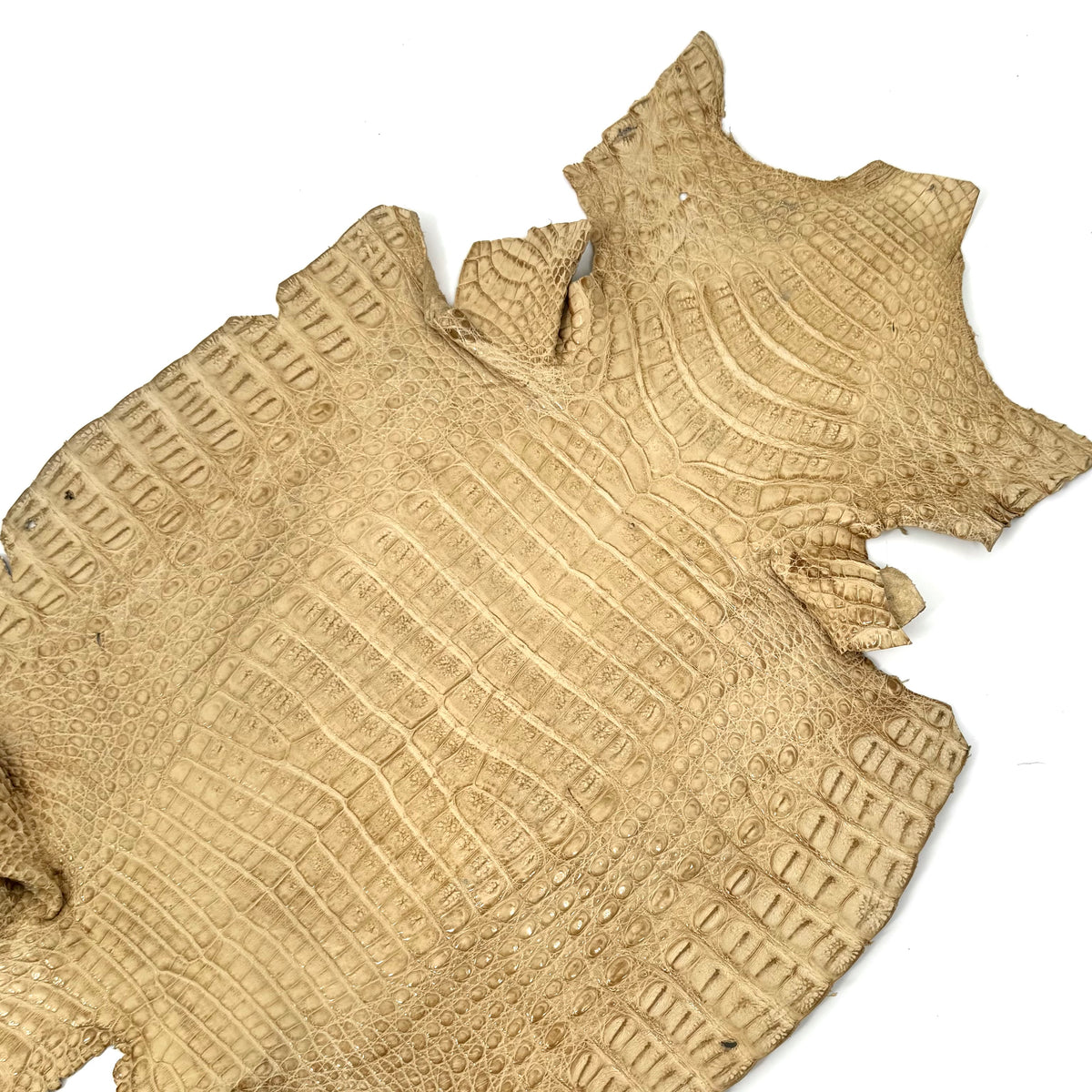 Beige Toast Caiman Crocodile - Only 1 Available! | SALE