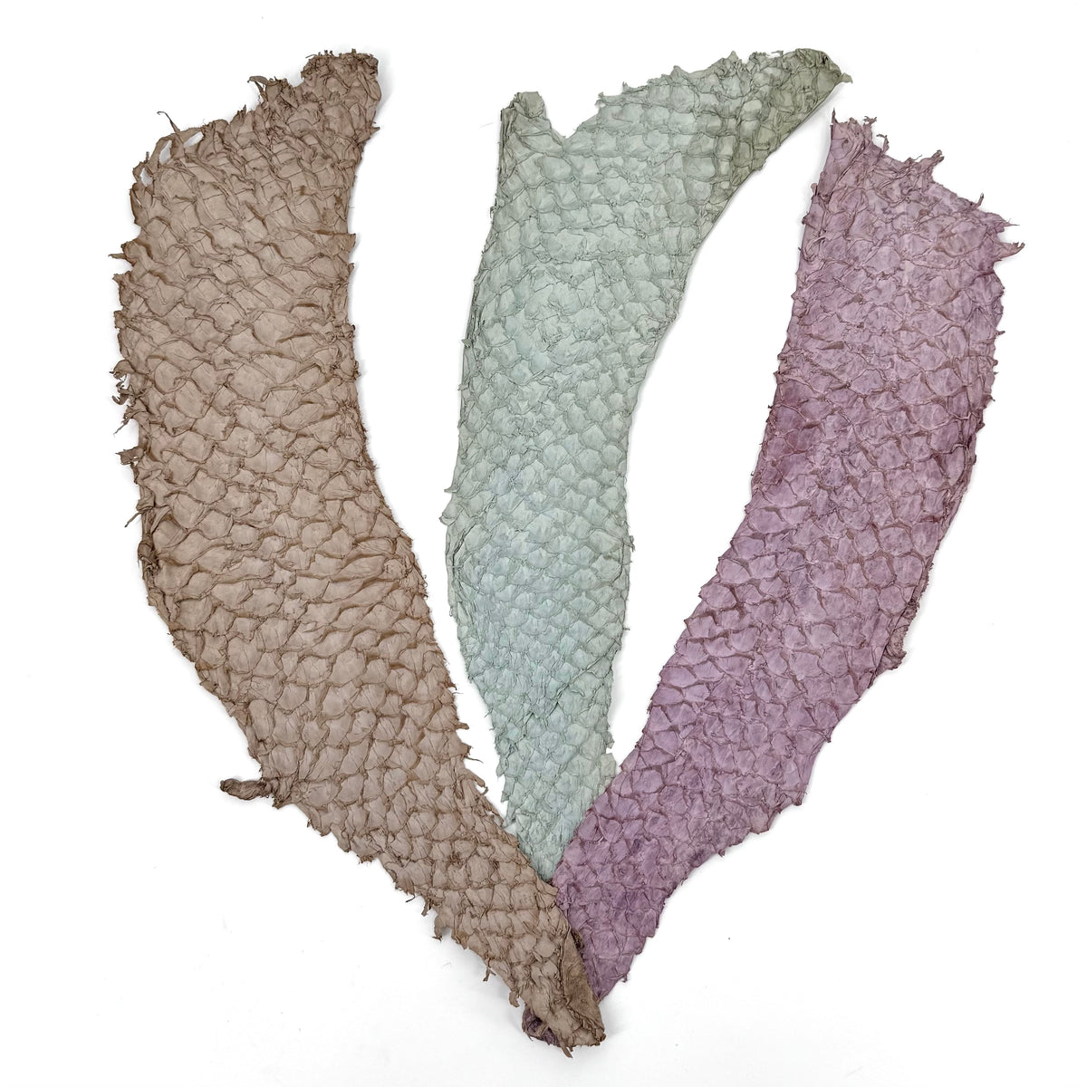 Bundle of 3 Multicolor Pirarucu Tails 6A | SALE