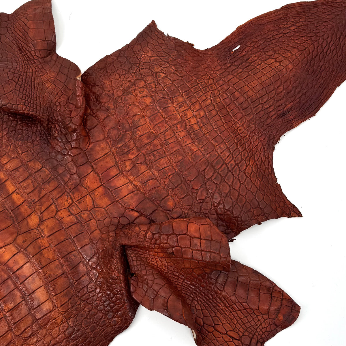 Wild American Alligator Hand Painted (Burnt Orange) | 38 cm