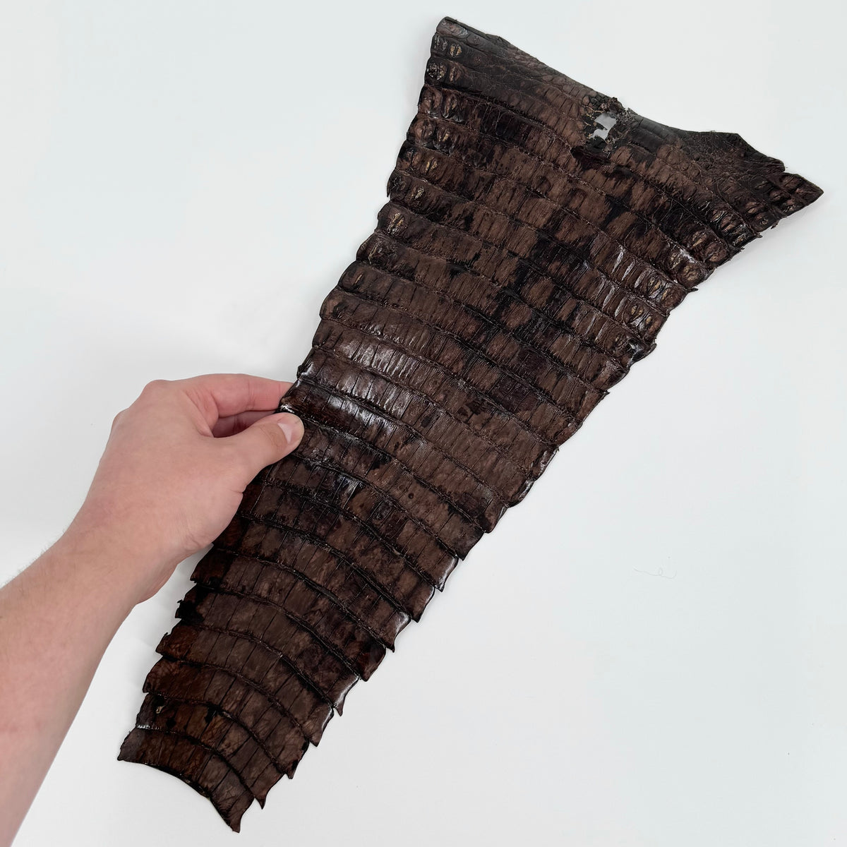 Individual Caiman Tails | SALE