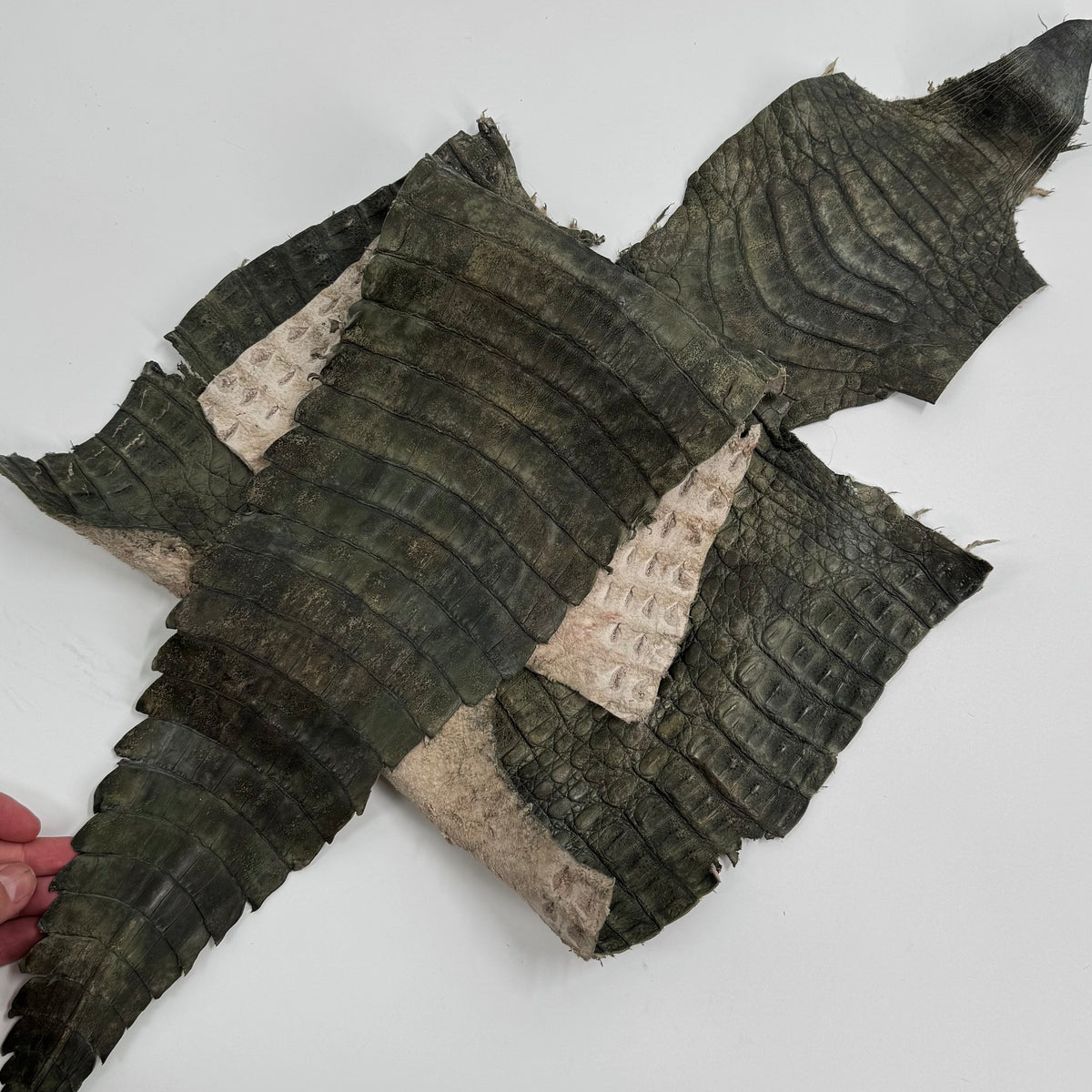 Forest Caiman Crocodile - only 1 | SALE