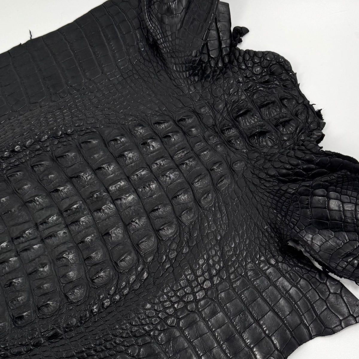 Exclusive Hornback Alligator in Black (56 cm) - Only 1 Available!