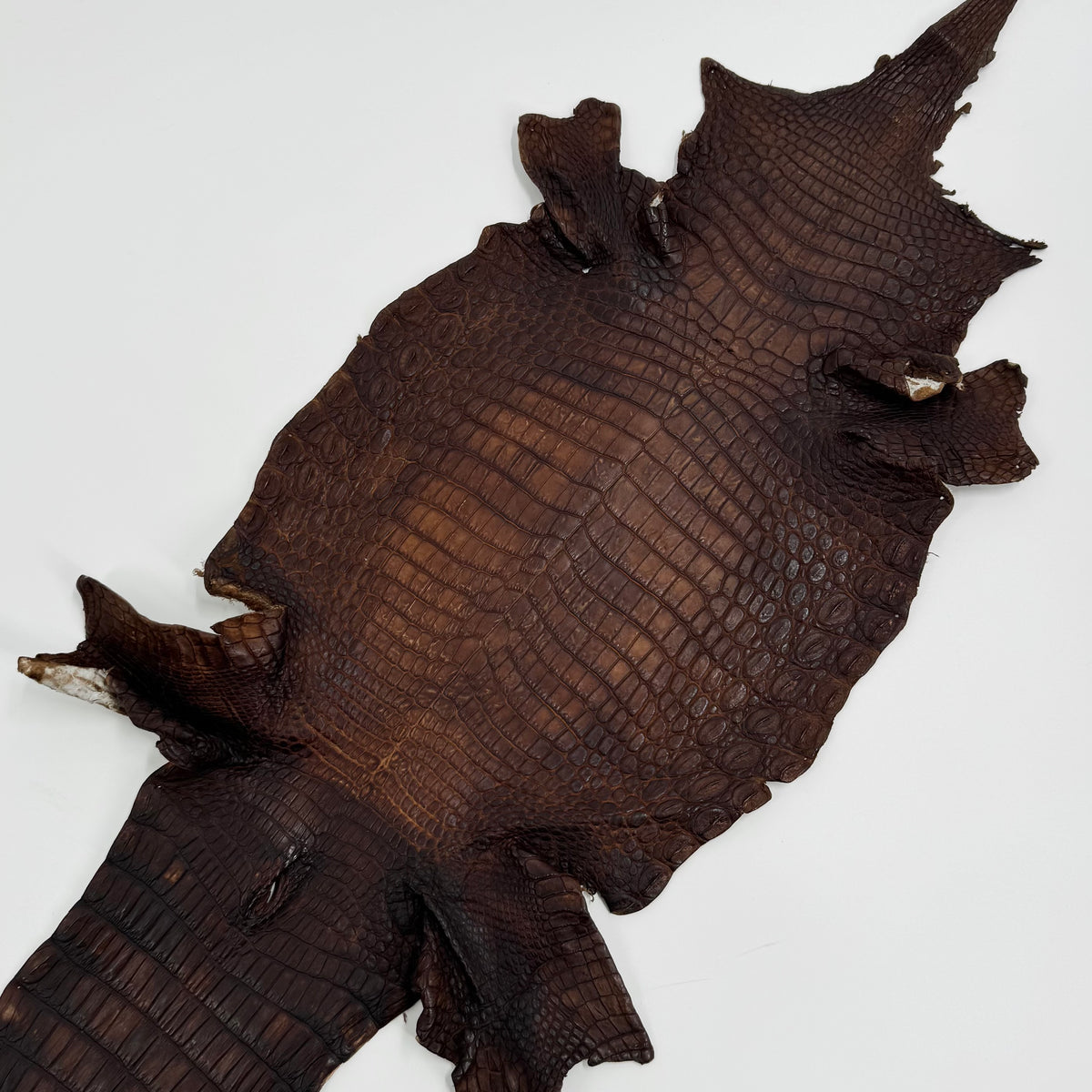 Buy 2, Get 20% OFF - Small Nile Crocodile - Only 4 available | SALE