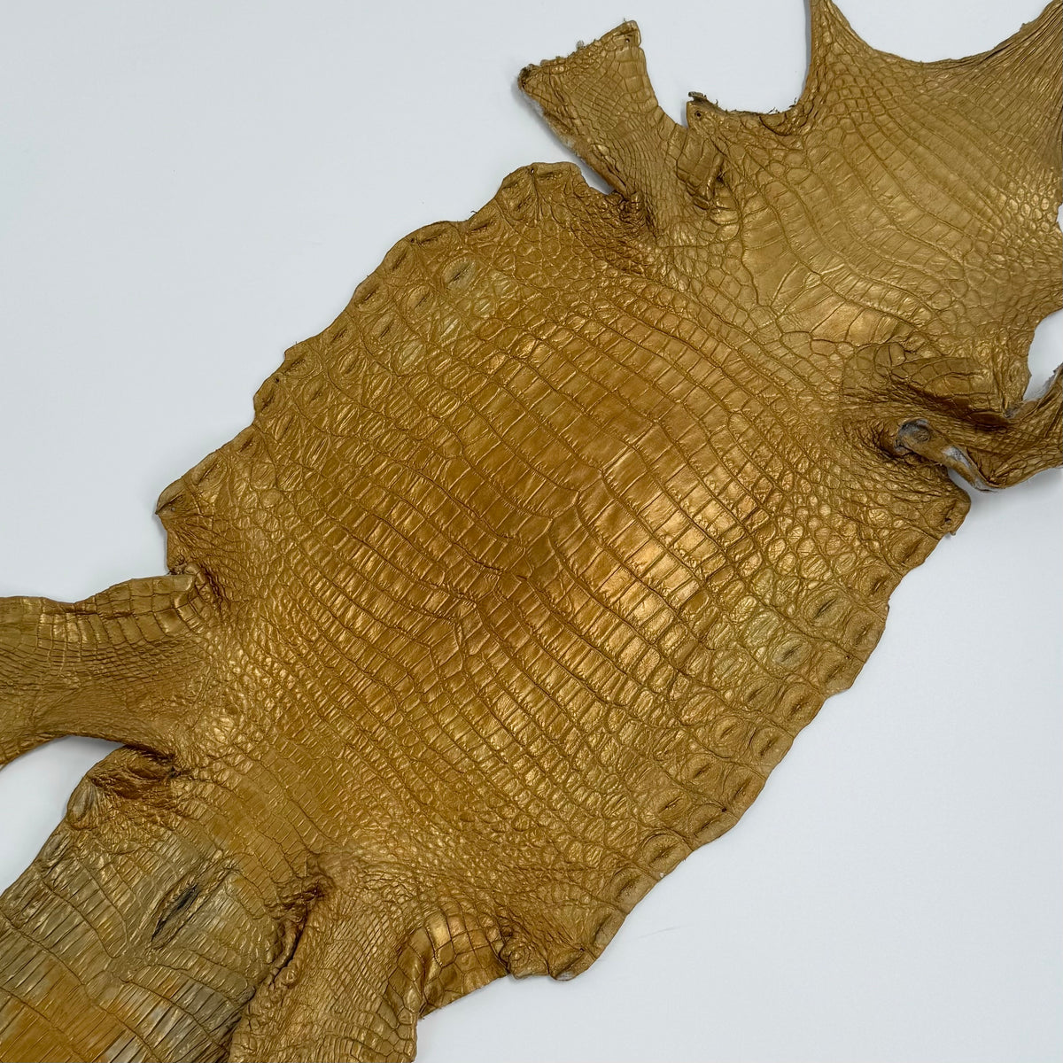 Buy 2, Get 20% OFF - Small Nile Crocodile - Only 4 available | SALE