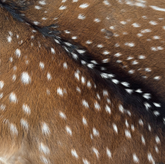Axis Wild Deer Hide Extra Large