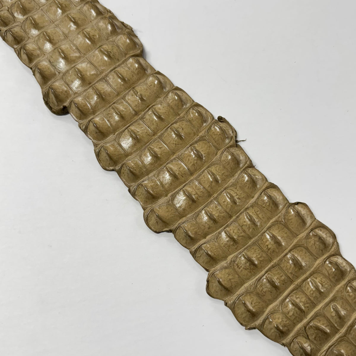 Exotic onyx crocodile backstrap leather hide with a glossy finish and distinctive raised spine.