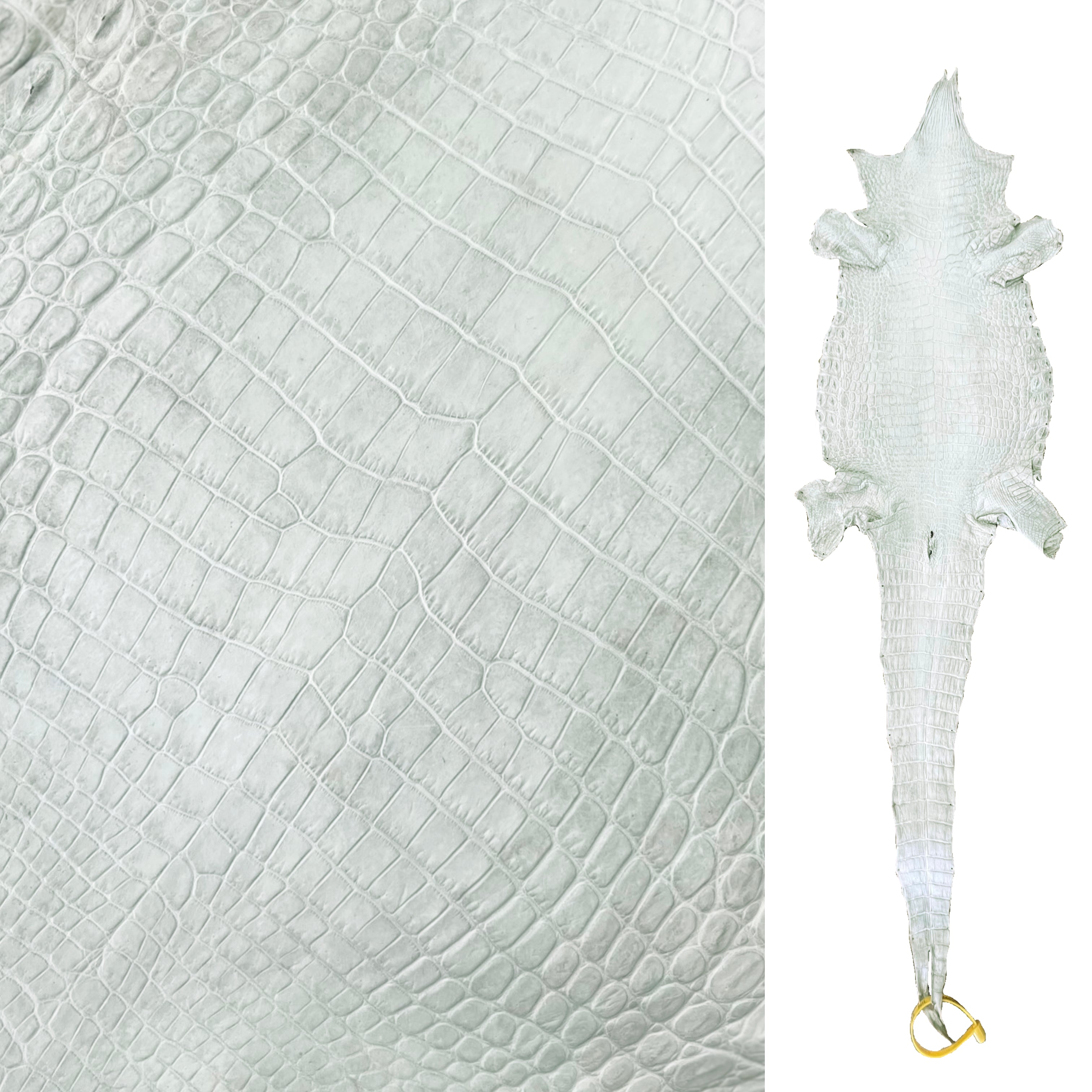 Nile Crocodile | 25-30 cm Nile Crocodile | 25-30 cm
