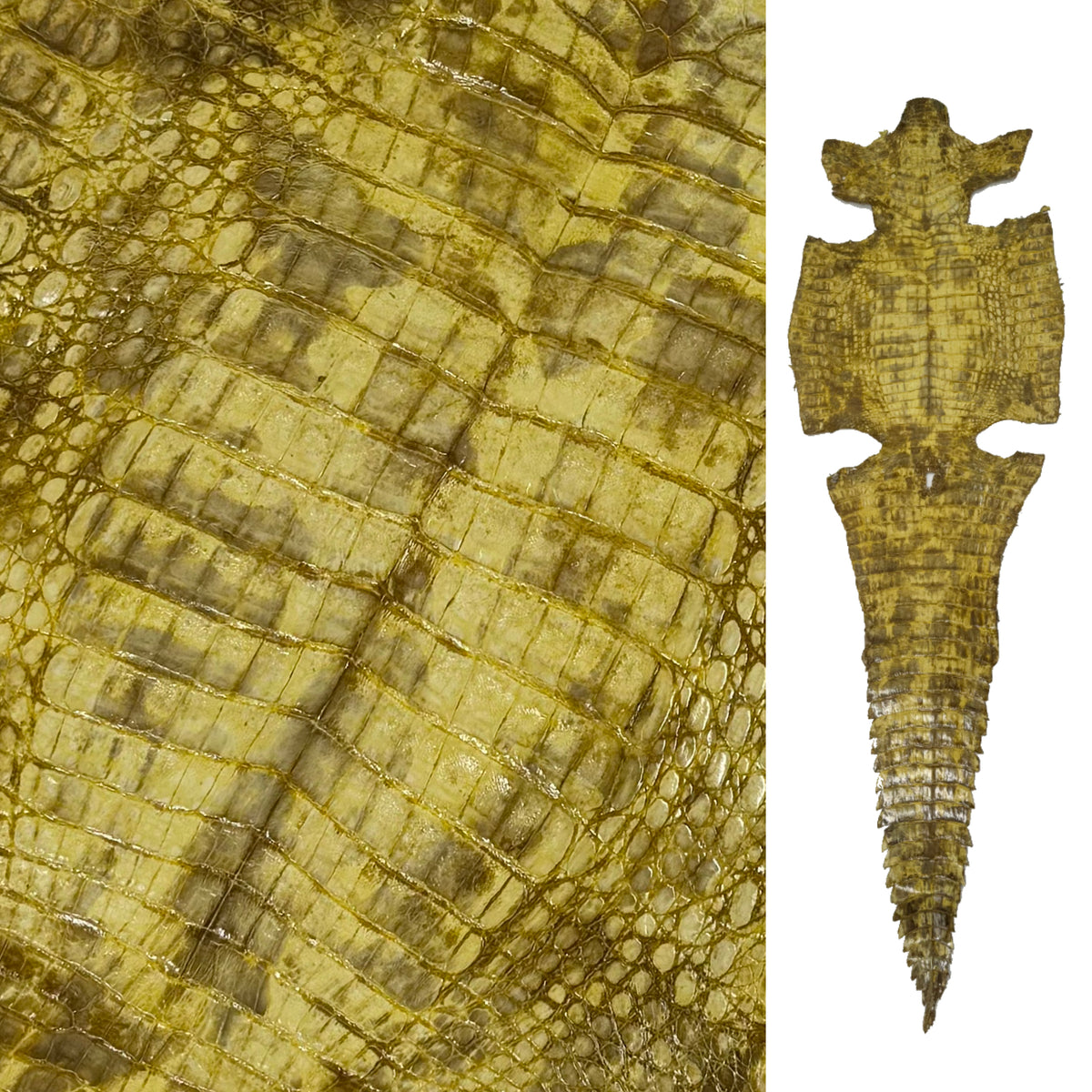 Yellow Glazed Caiman Crocodile | SALE | Only 1 left!