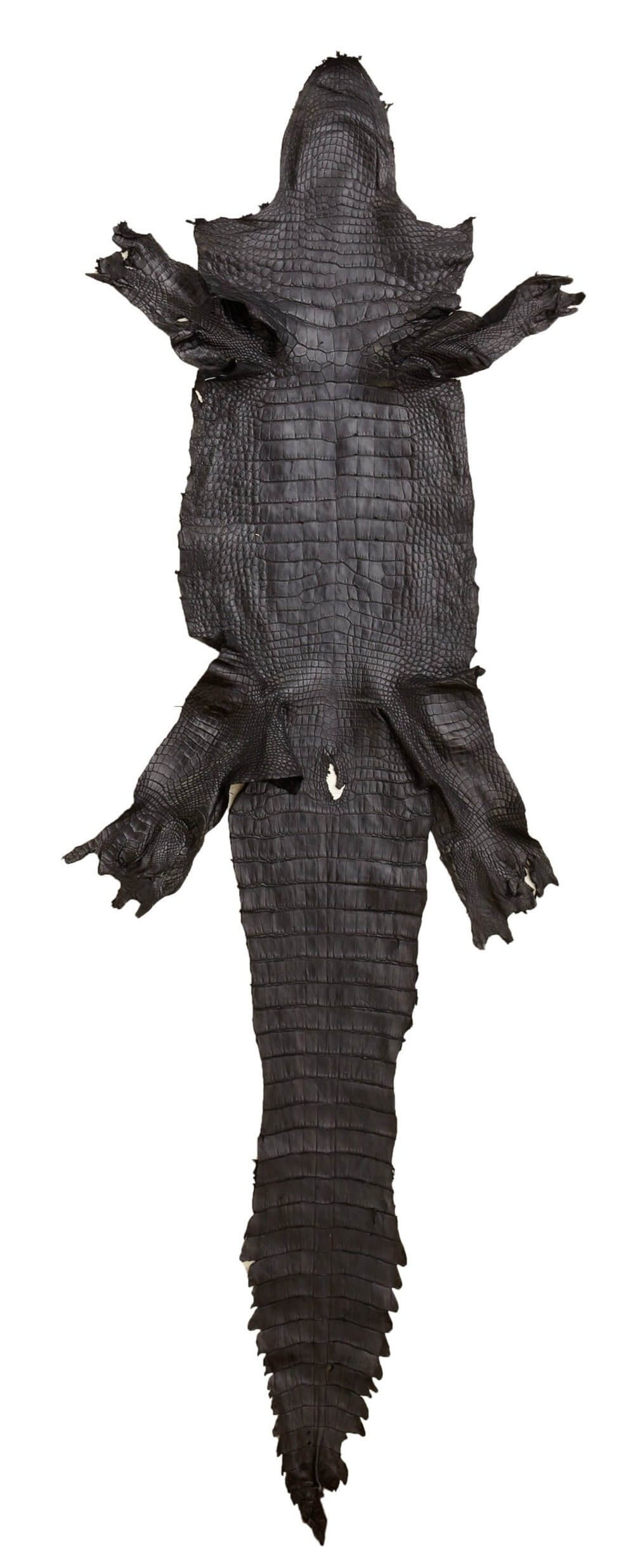 American Alligator Genuine Leather Hide (Grade 1), Size: 30-35 cm, Black