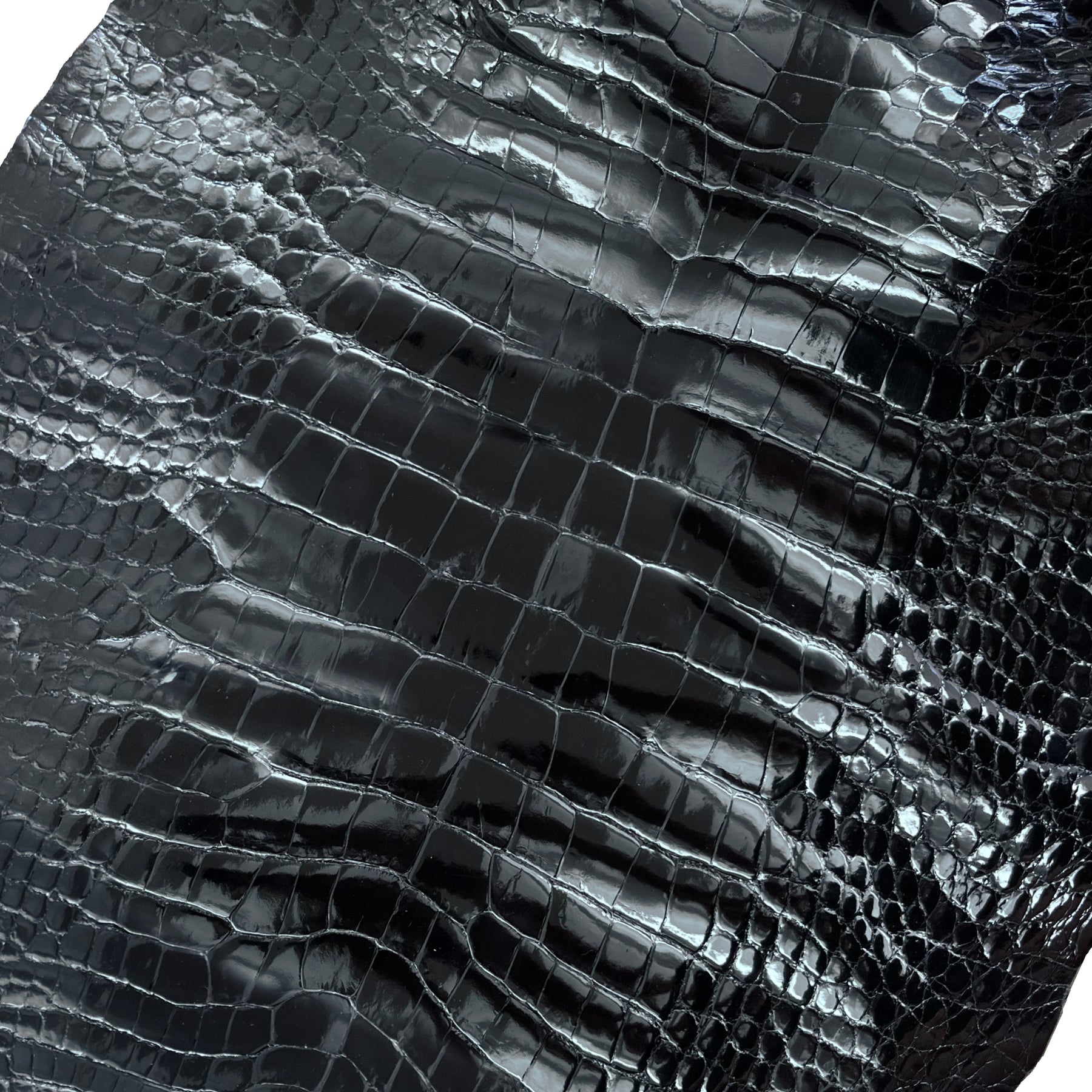 Glazed Wild American Alligator Black | 40 cm