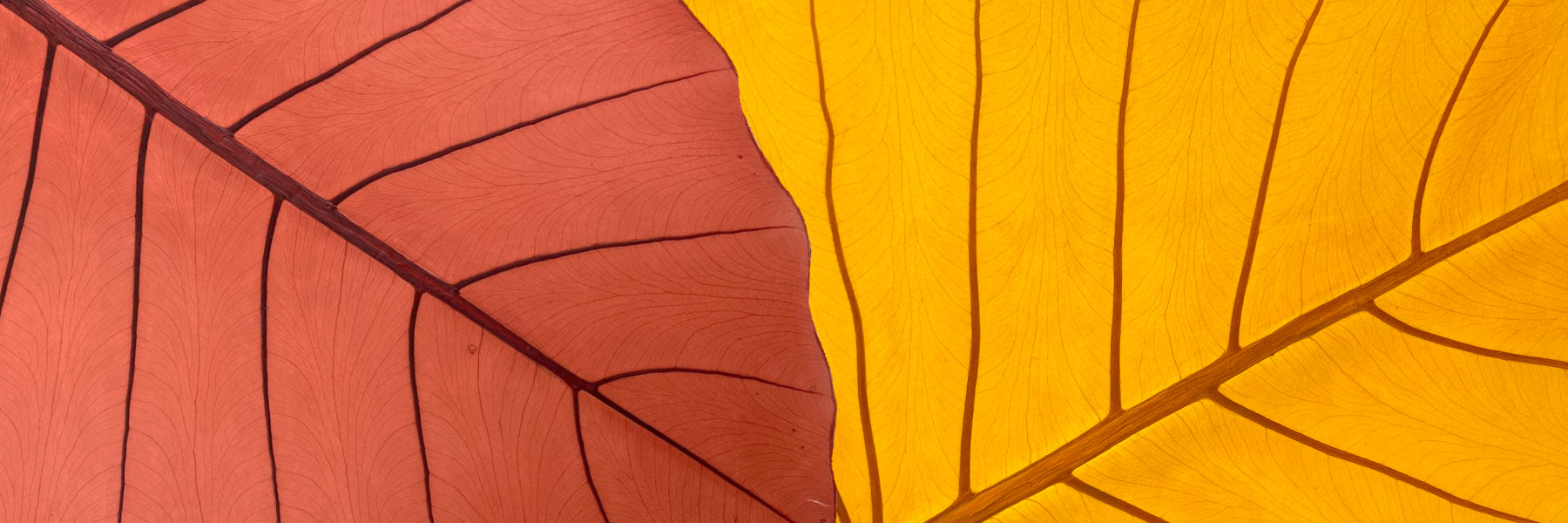 Leaf Leather