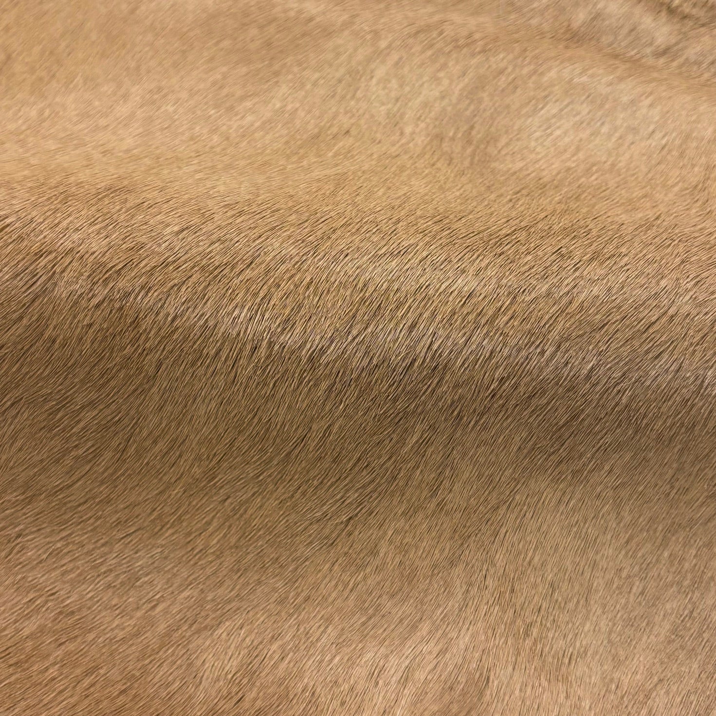 Hair-on Cow Hide | SAMPLES
