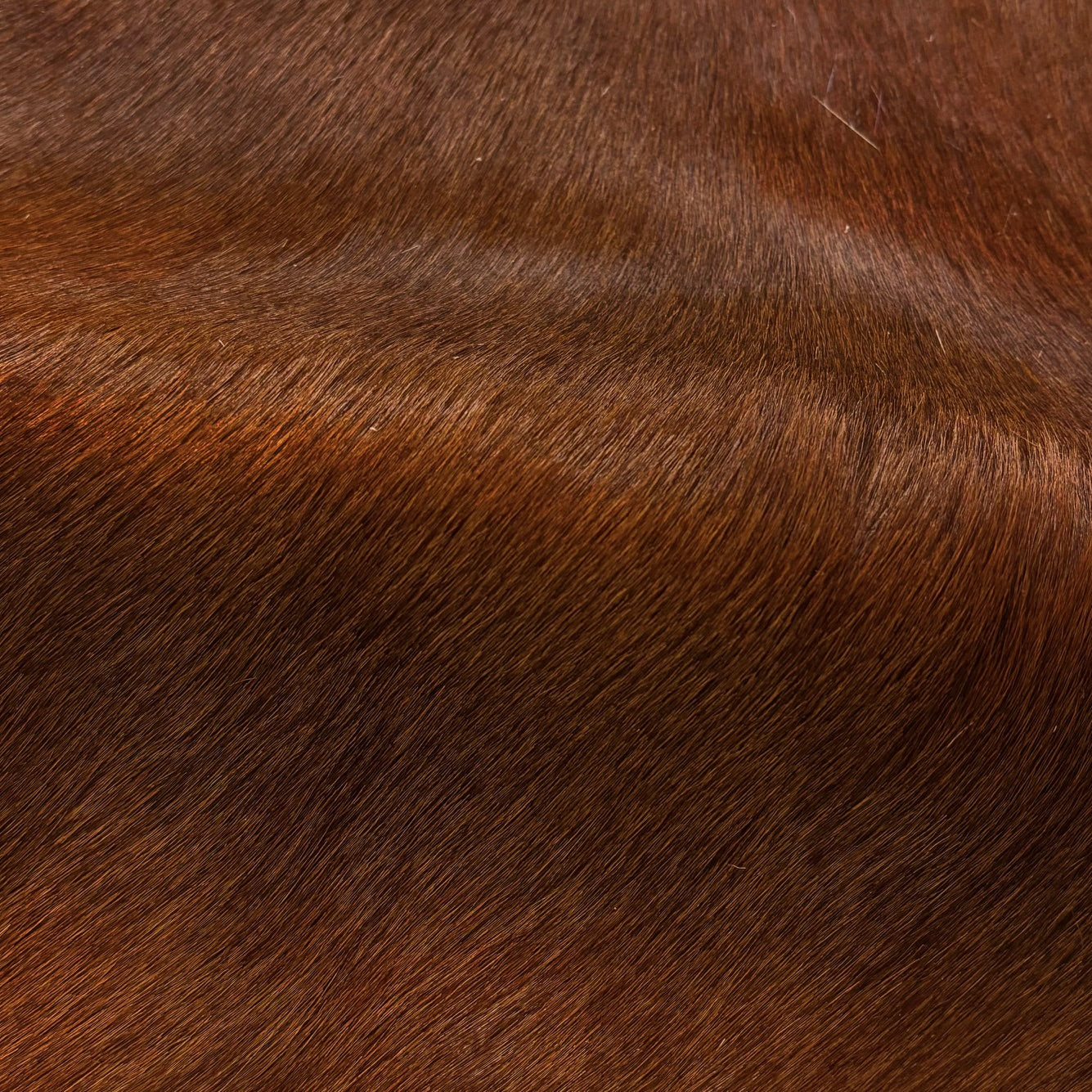Hair-on Cow Hide | SAMPLES