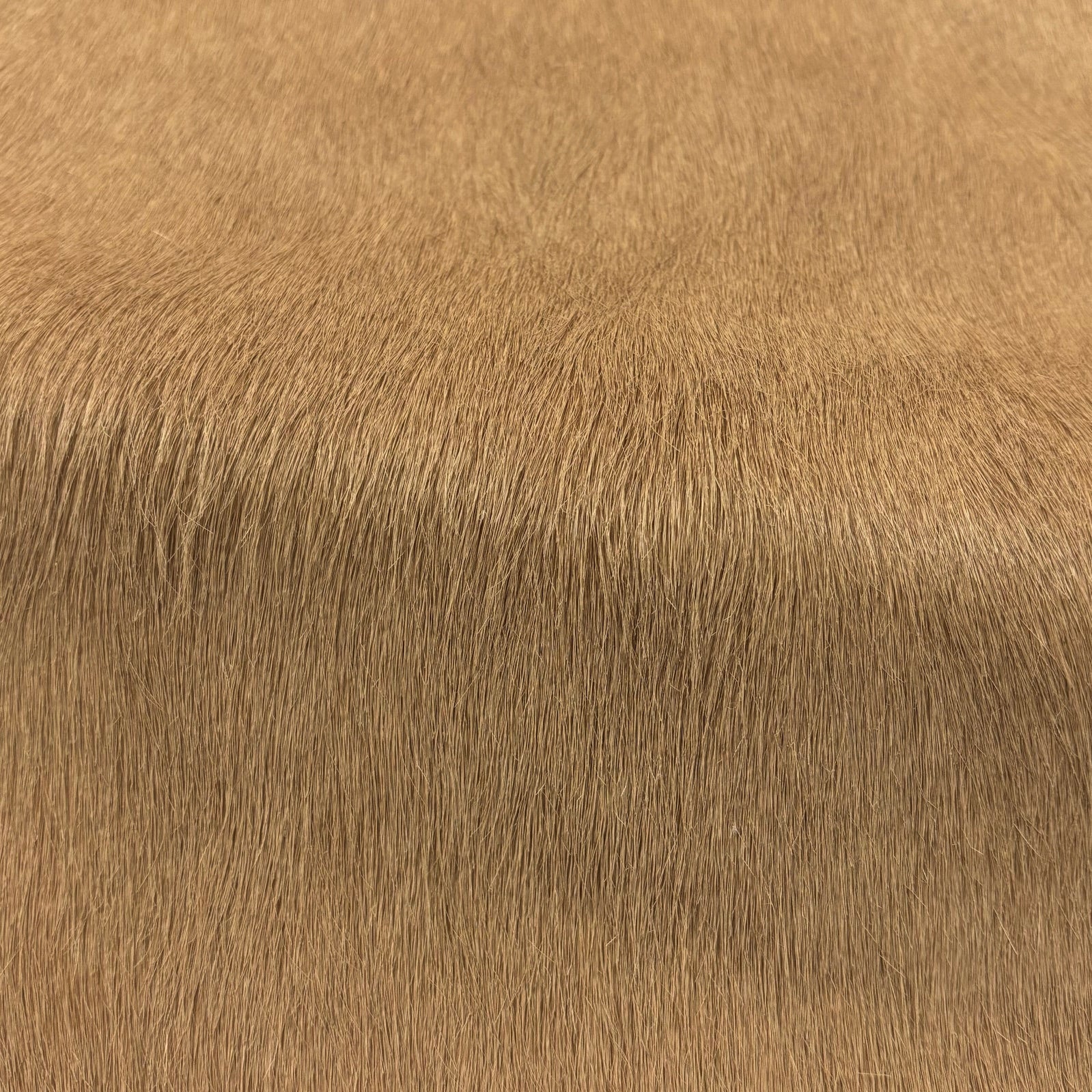 Hair-on Cow Hide | SAMPLES