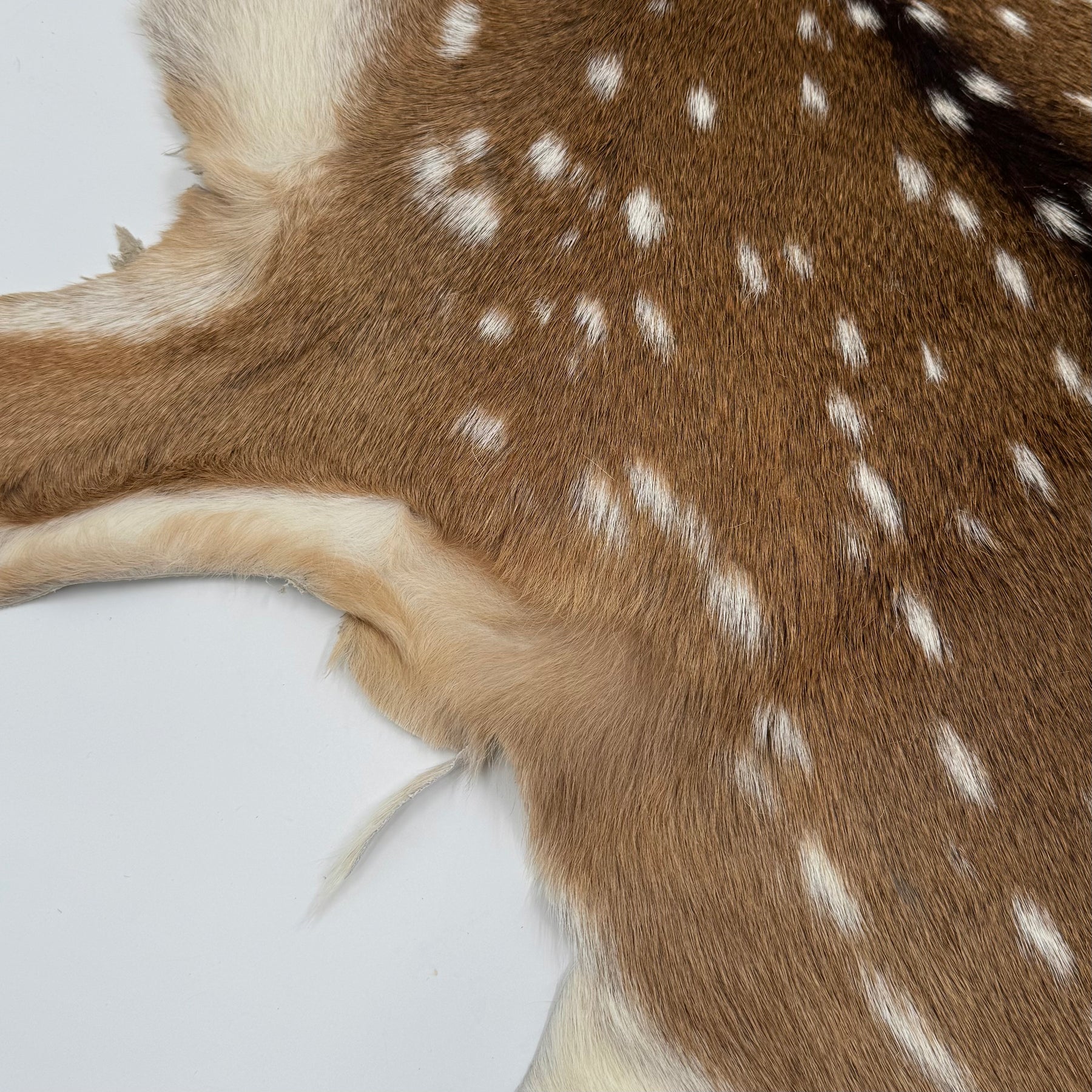 Extra Soft Axis Wild Deer Hide - only 10 available!