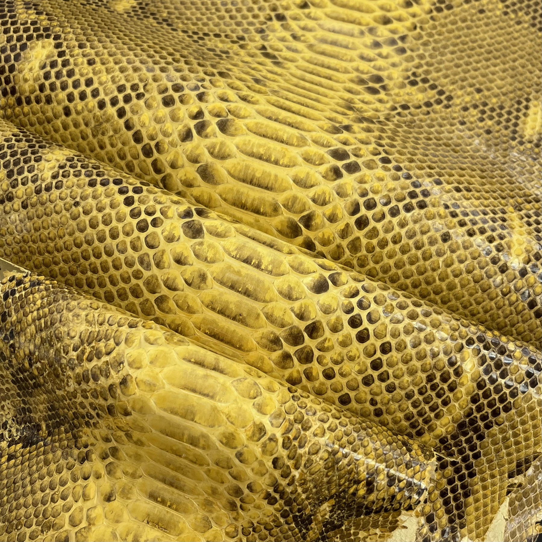 Python Glazed | Yellow Pattern | Back Cut Long Tail