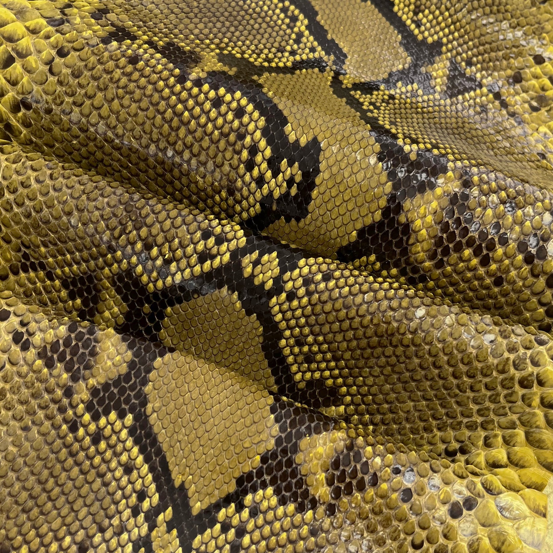 Python Glazed | Yellow Pattern | Front Cut Long Tail