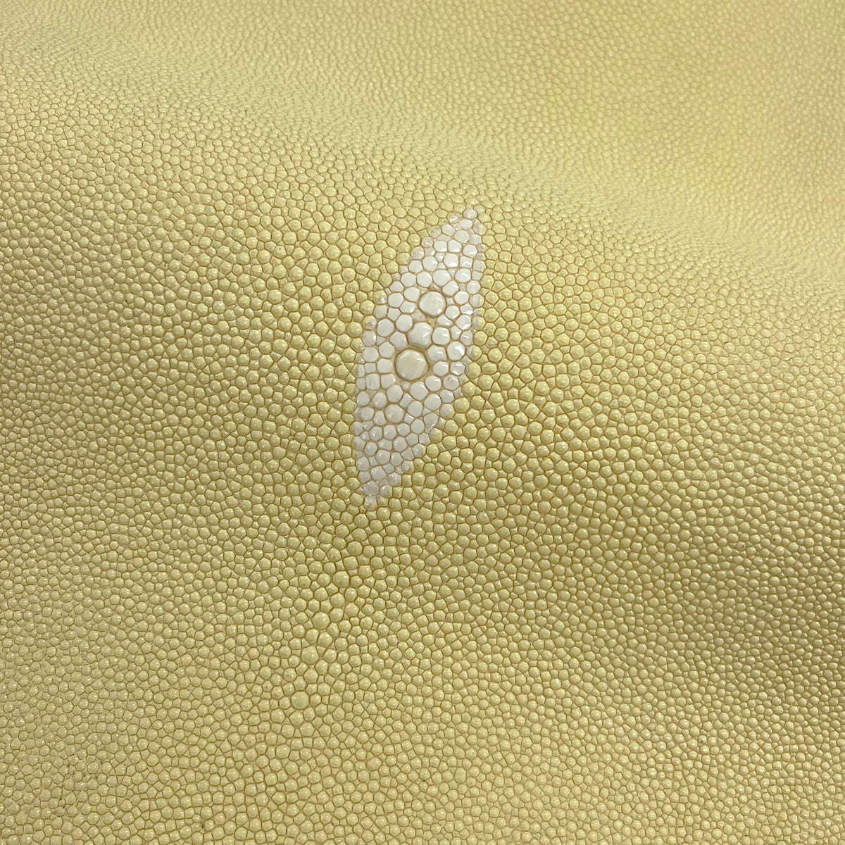 Stingray/Shagreen Genuine Skin | Cream | 11" Wide