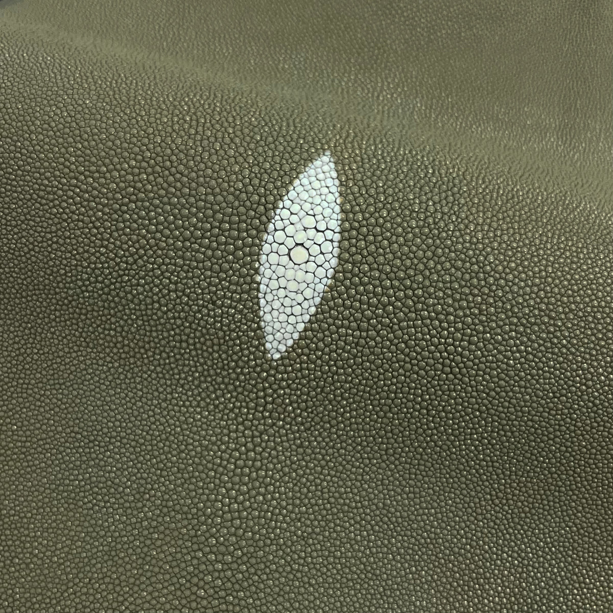 Stingray/Shagreen Genuine Skin | Olive | 11" Wide