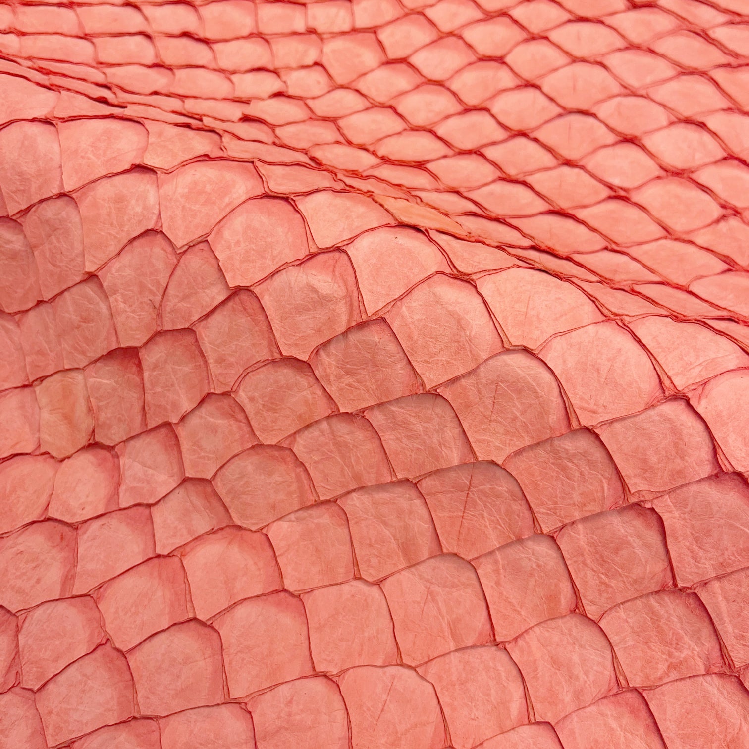 Pirarucu Fish | Matte | Coral