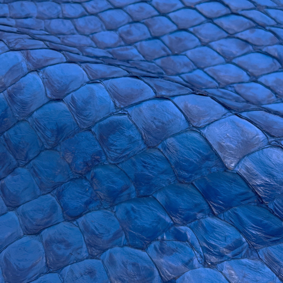 Pirarucu Fish | Semi-Shine | Cobalt