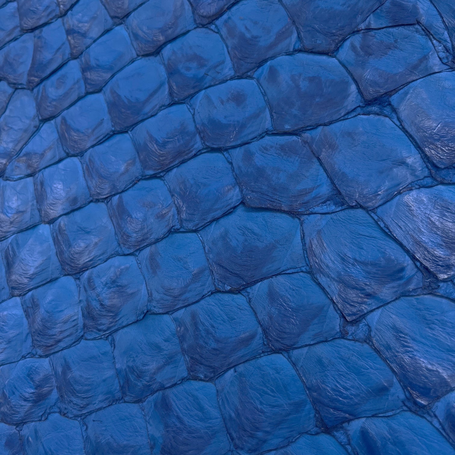 Pirarucu Fish | Semi-Shine | Cobalt