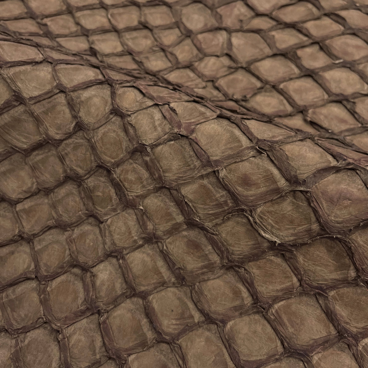 Pirarucu Fish | Inverted Matte | Chocolate