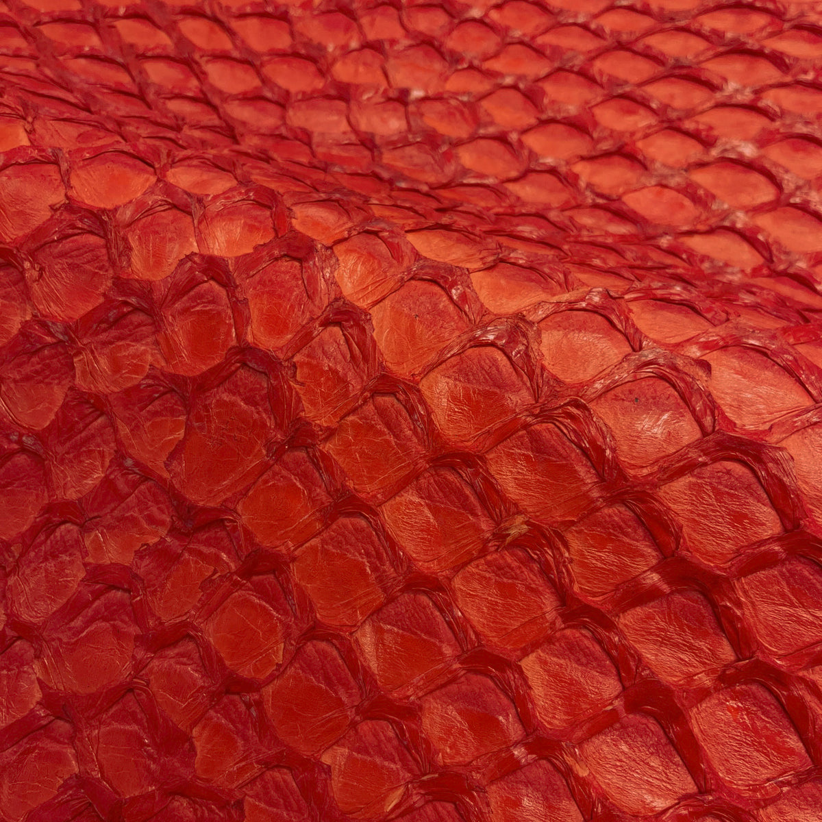 Pirarucu Fish | Inverted Semi-Shine | Red Orange