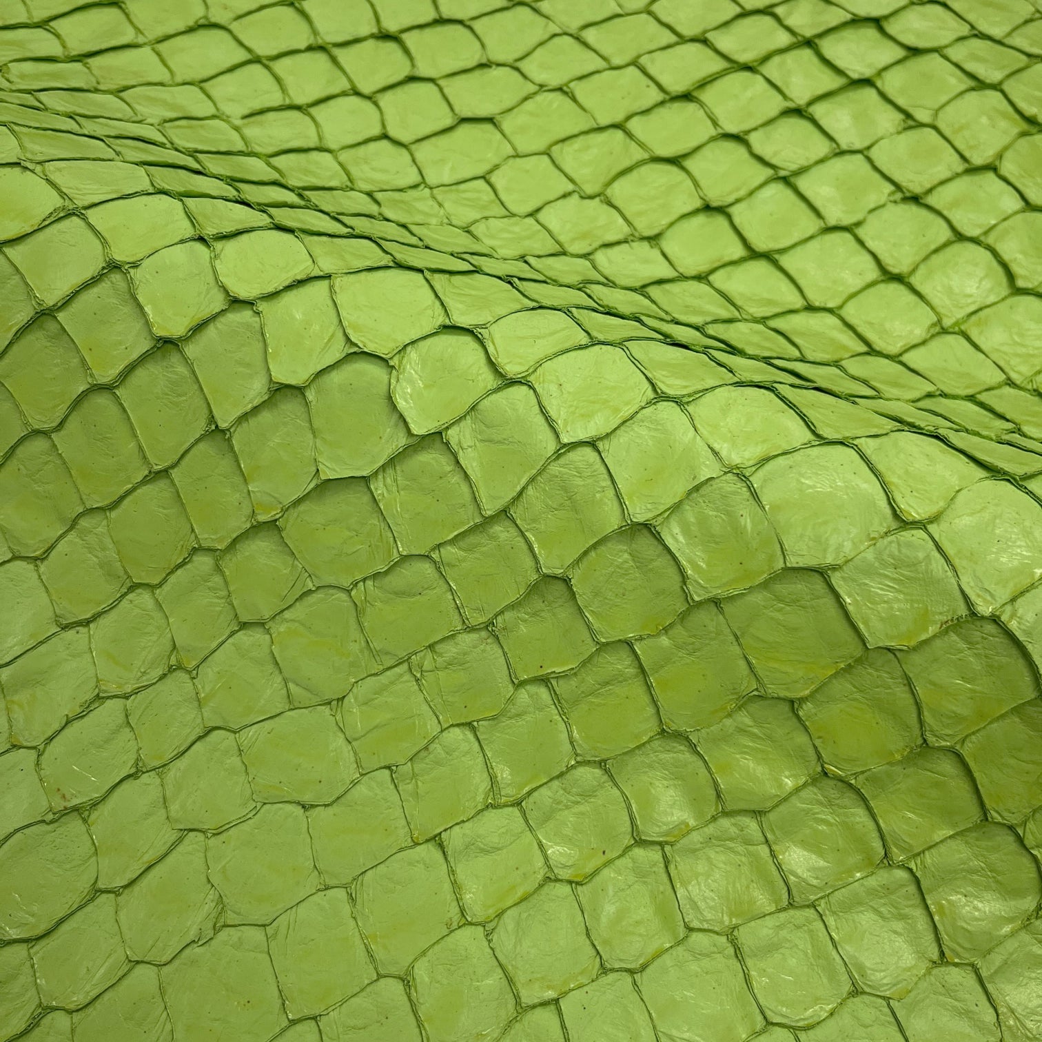 Pirarucu Fish | Shine | Lime Green