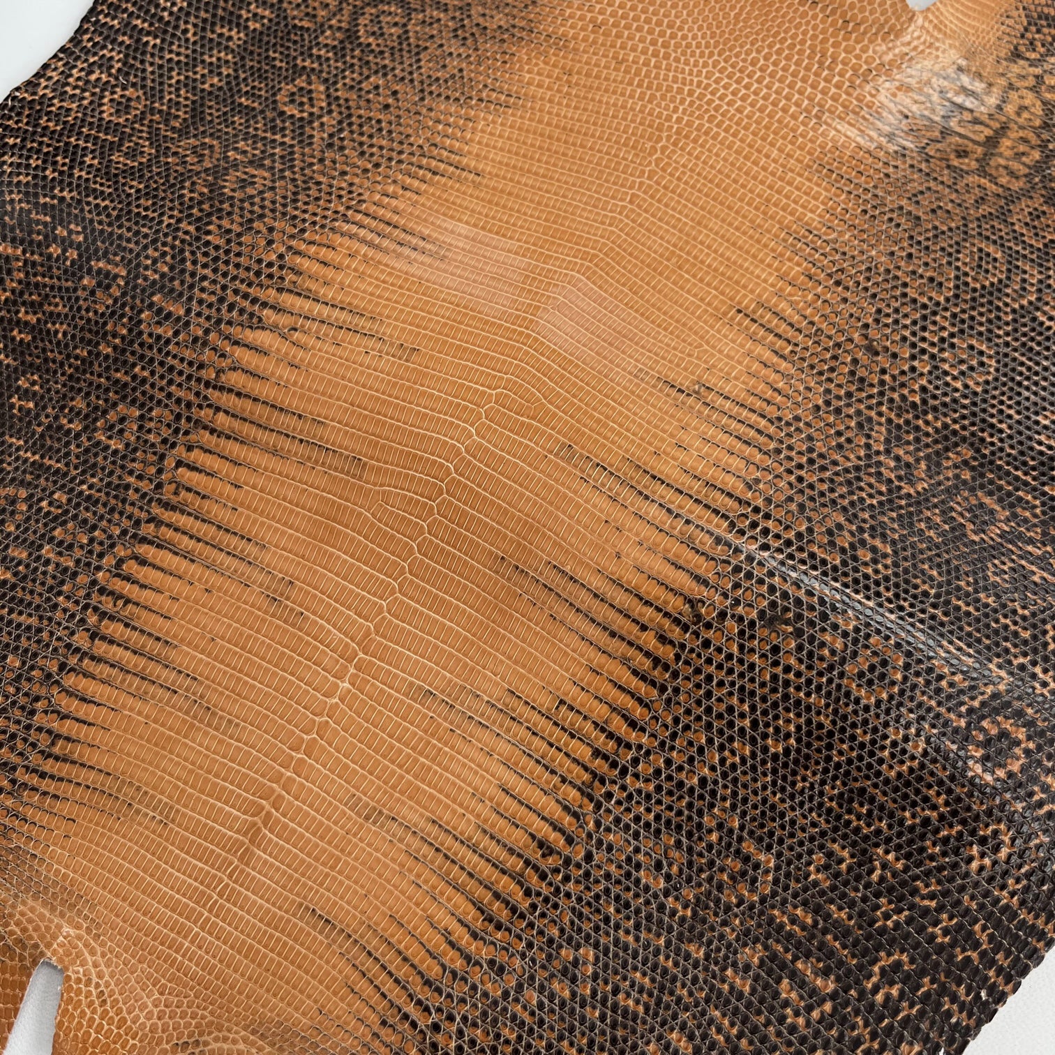 Lizard Skin | Peanut (Back Cut)