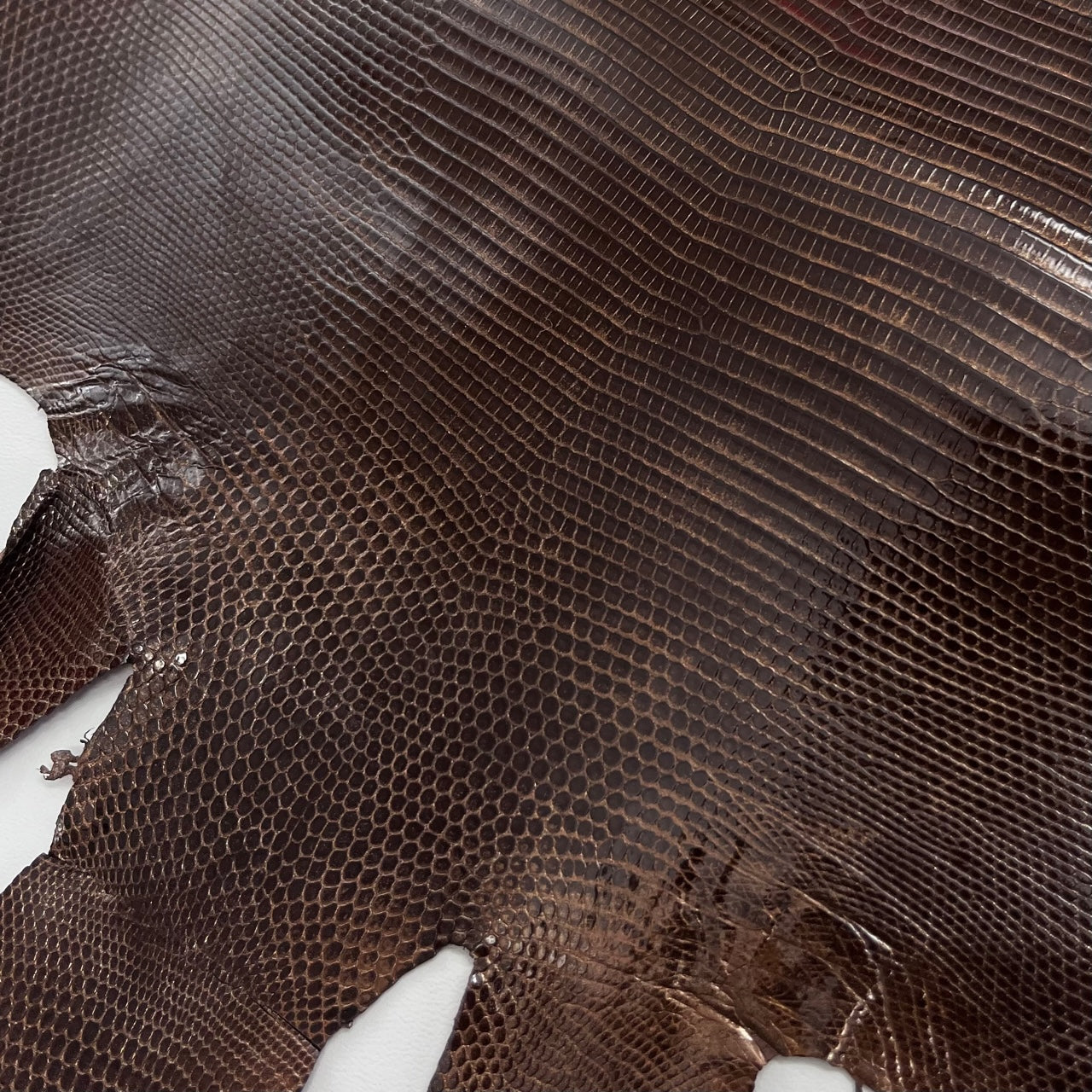 Lizard Skin | Chocolate Bronze (Back Cut)