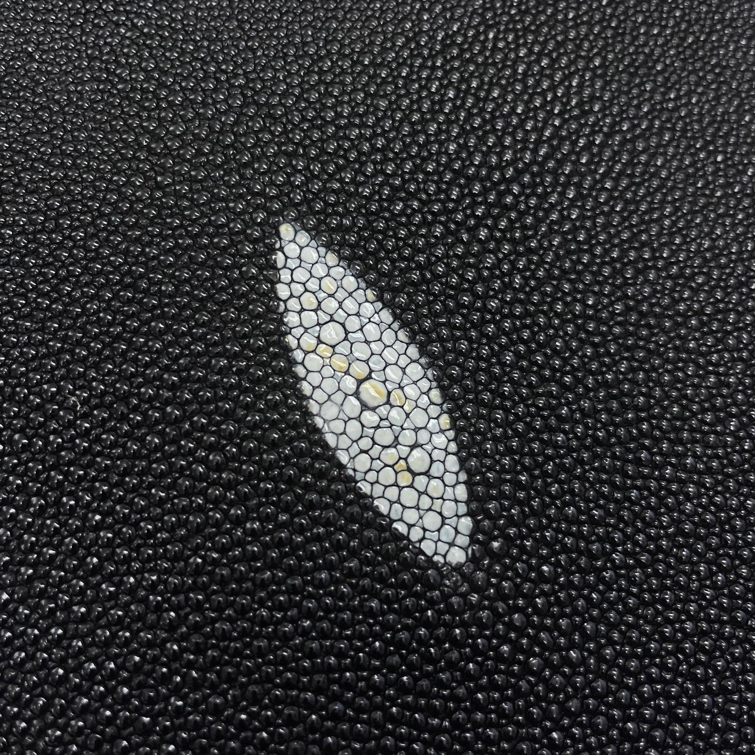 GRADE 2 Stingray/Shagreen Genuine Skin | Black | 11" Wide