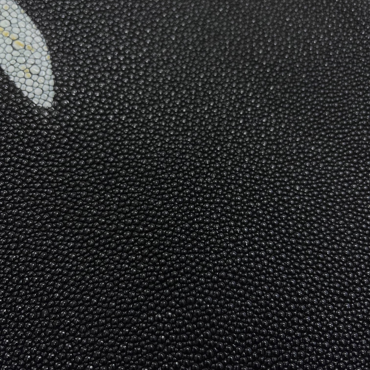 GRADE 2 Stingray/Shagreen Genuine Skin | Black | 11" Wide