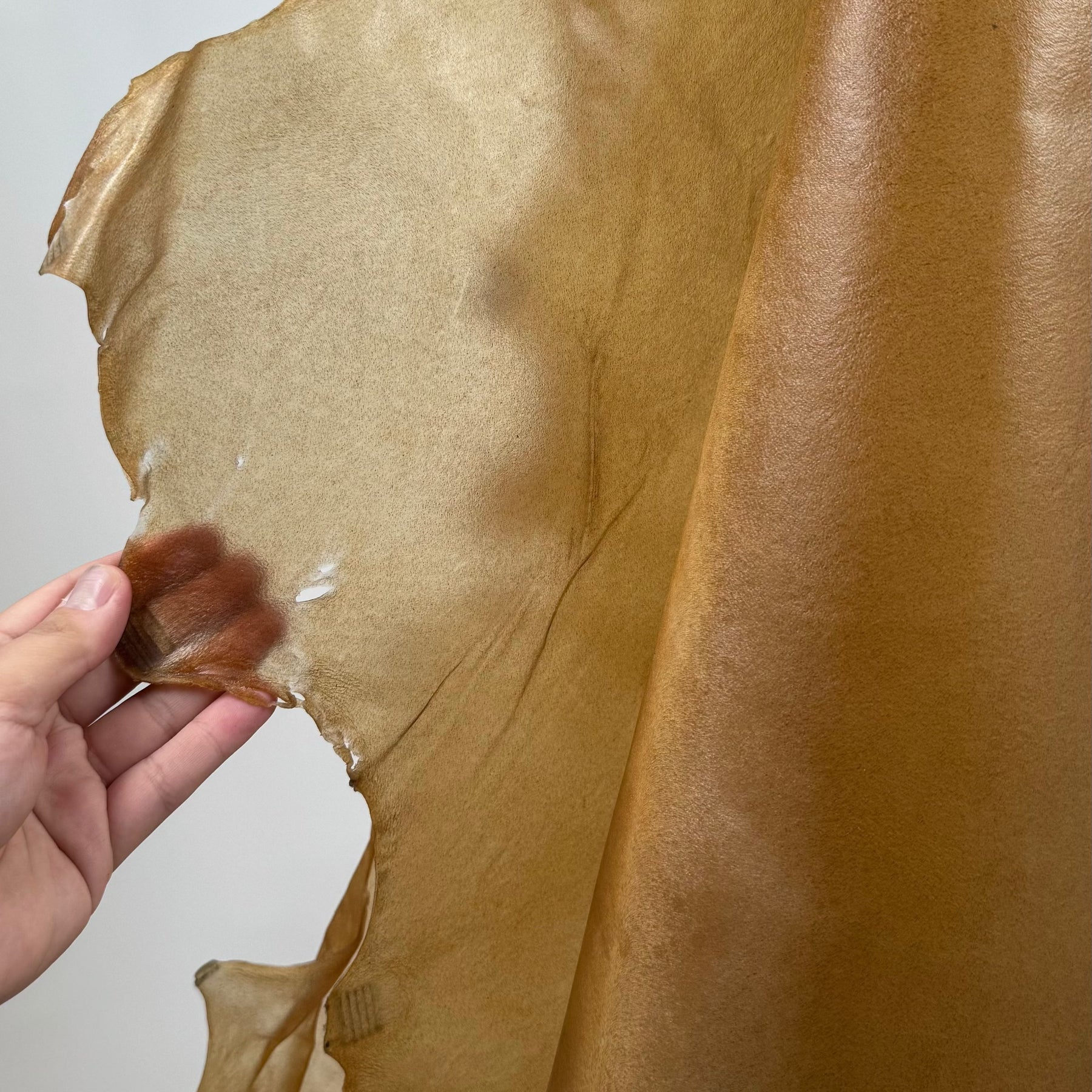 Italian Transparent Horse Leather | ONLY 5 HIDES LEFT!