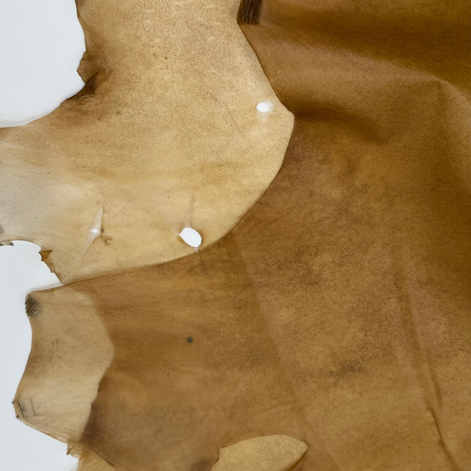 Transparent Horse Leather